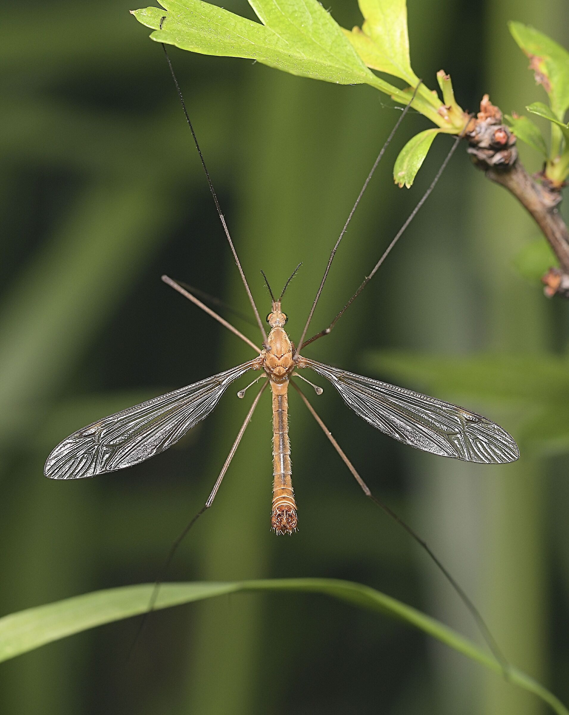 Tipula lunata