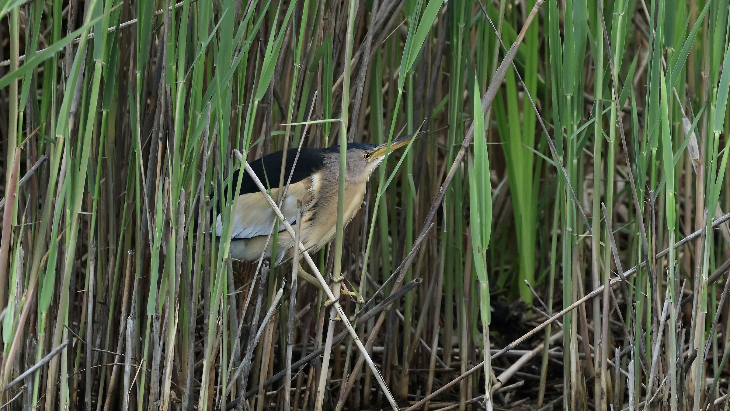 Little Bittern Set