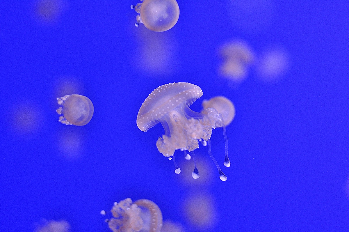 jellyfish