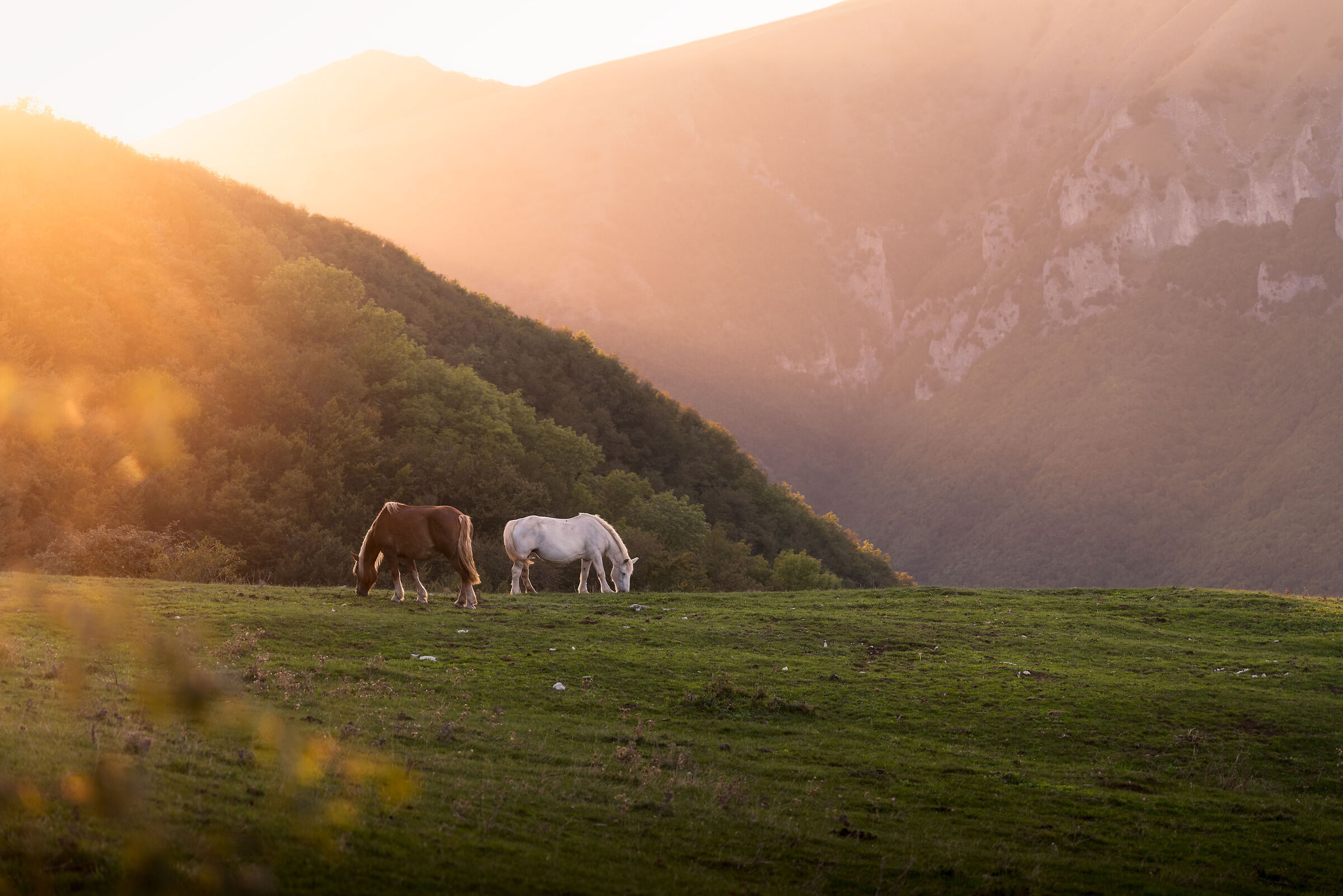 Horses at Monte Catria
