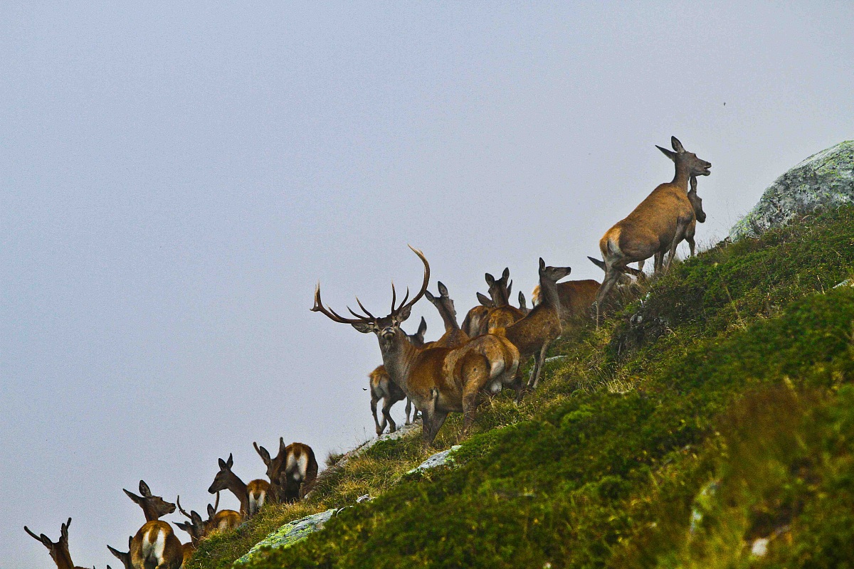 Through the fog .. the deer