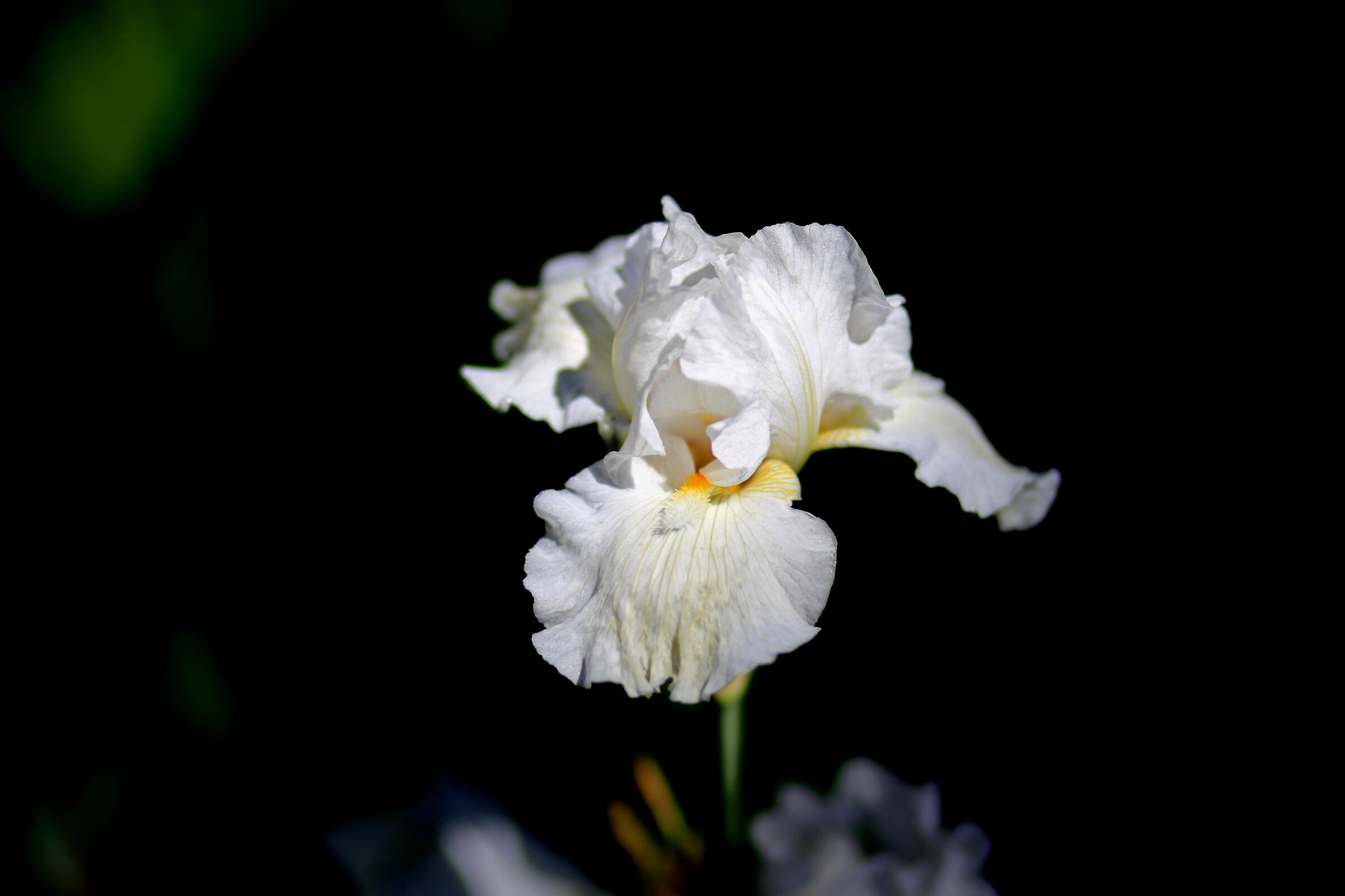 Iris