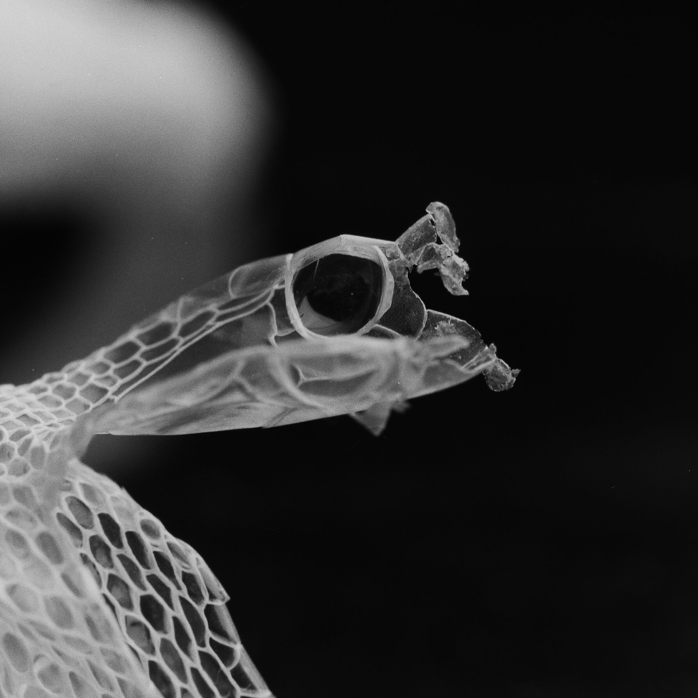 muta di serpente del grano