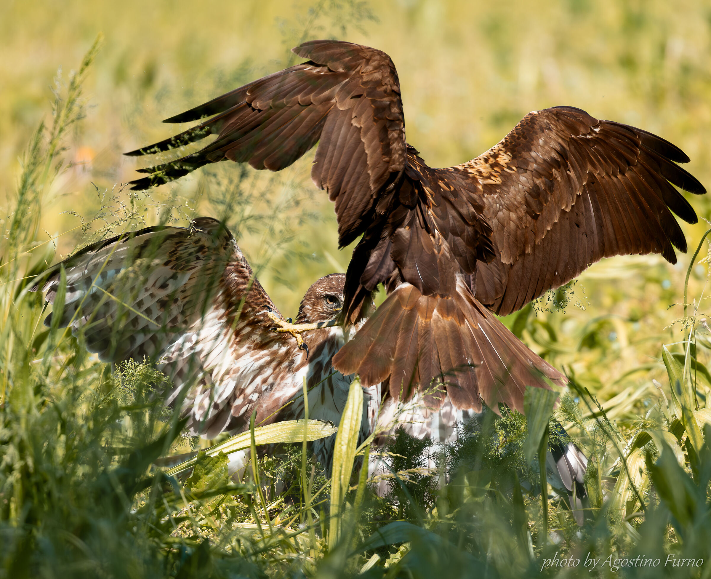 Buzzard vs Hawk of applause