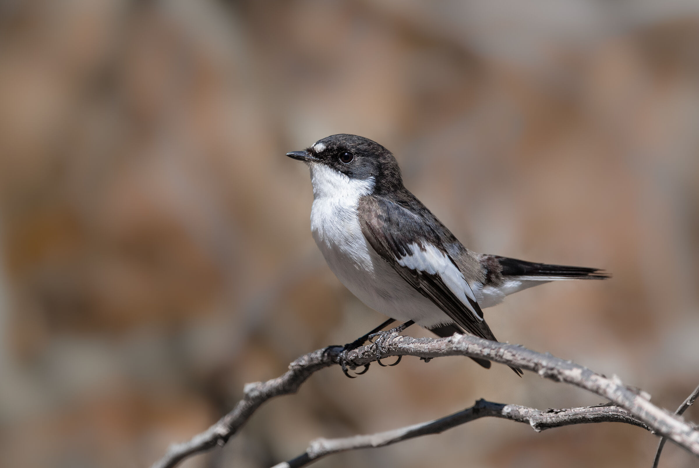Black Flycatcher (M)