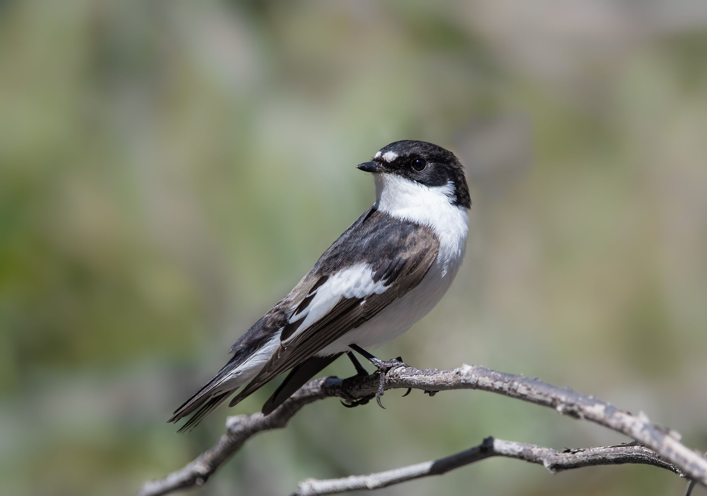 Black Flycatcher (M)