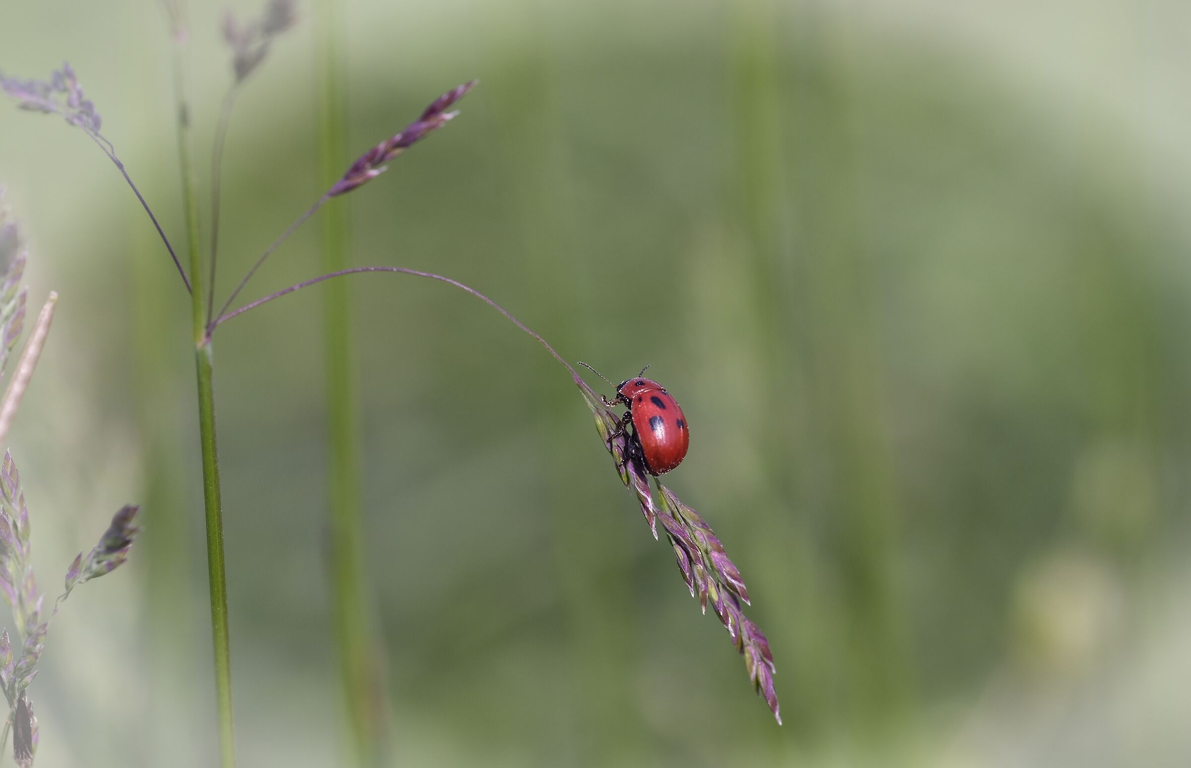 LADYBIRD