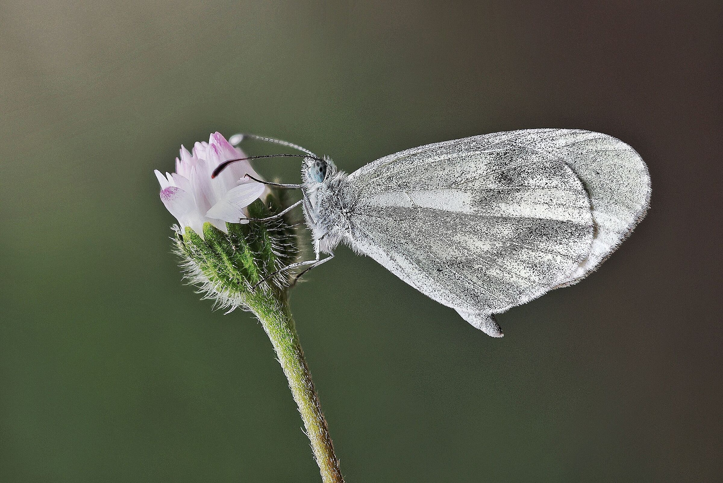 Leptidea sinapis