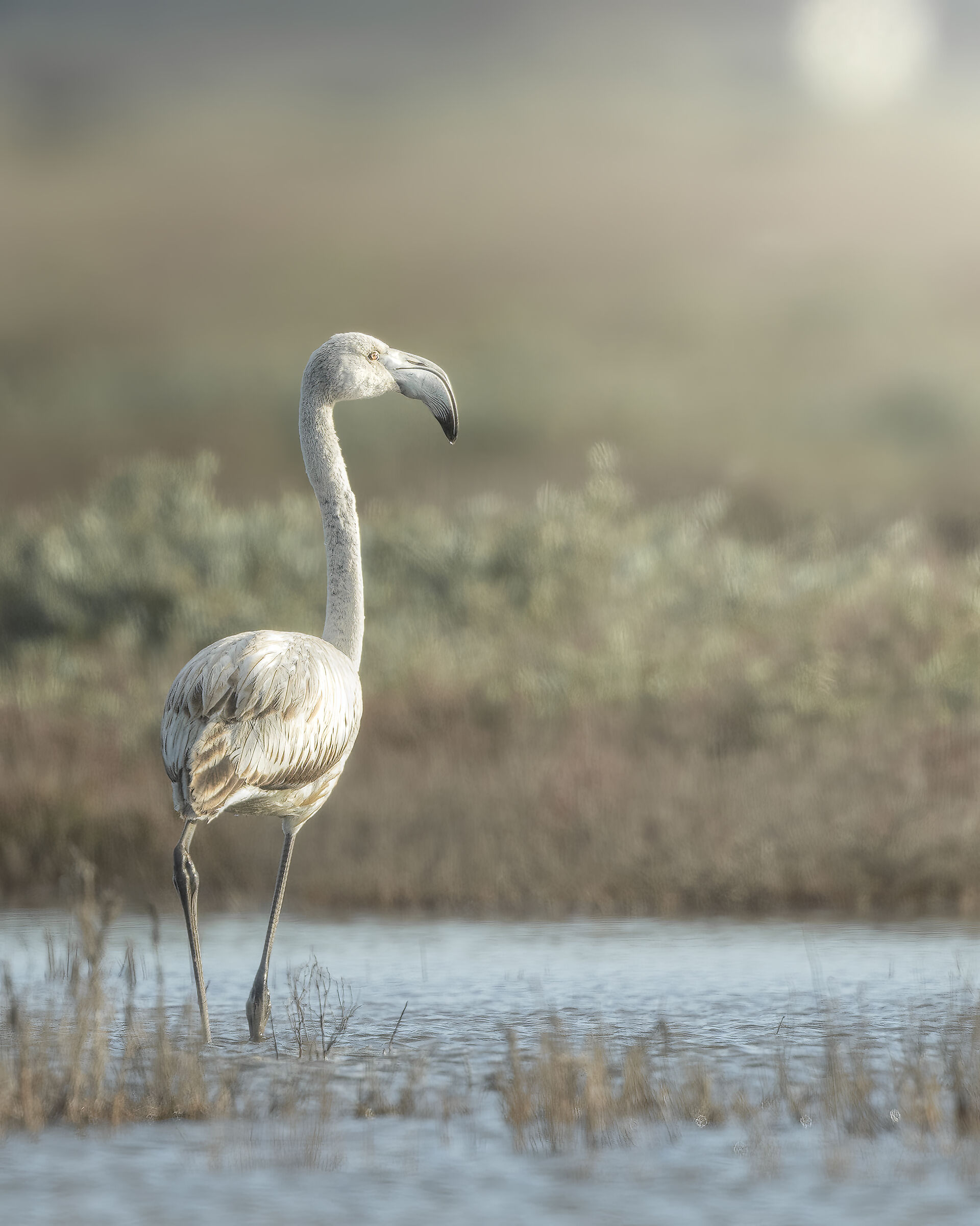 Fenicottero al tramonto