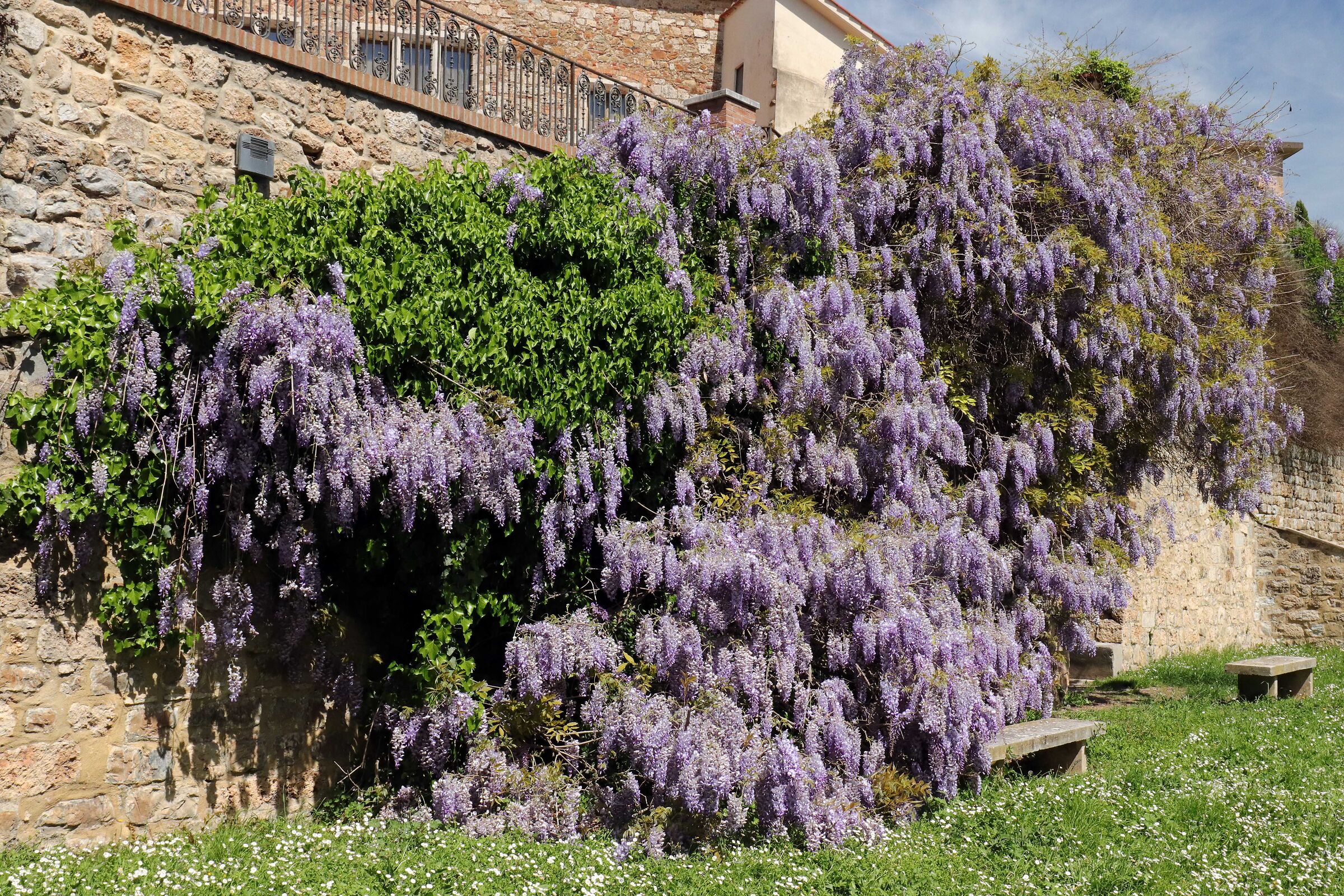 Il Glicine - parco del Donatore Avis Massa Marittima