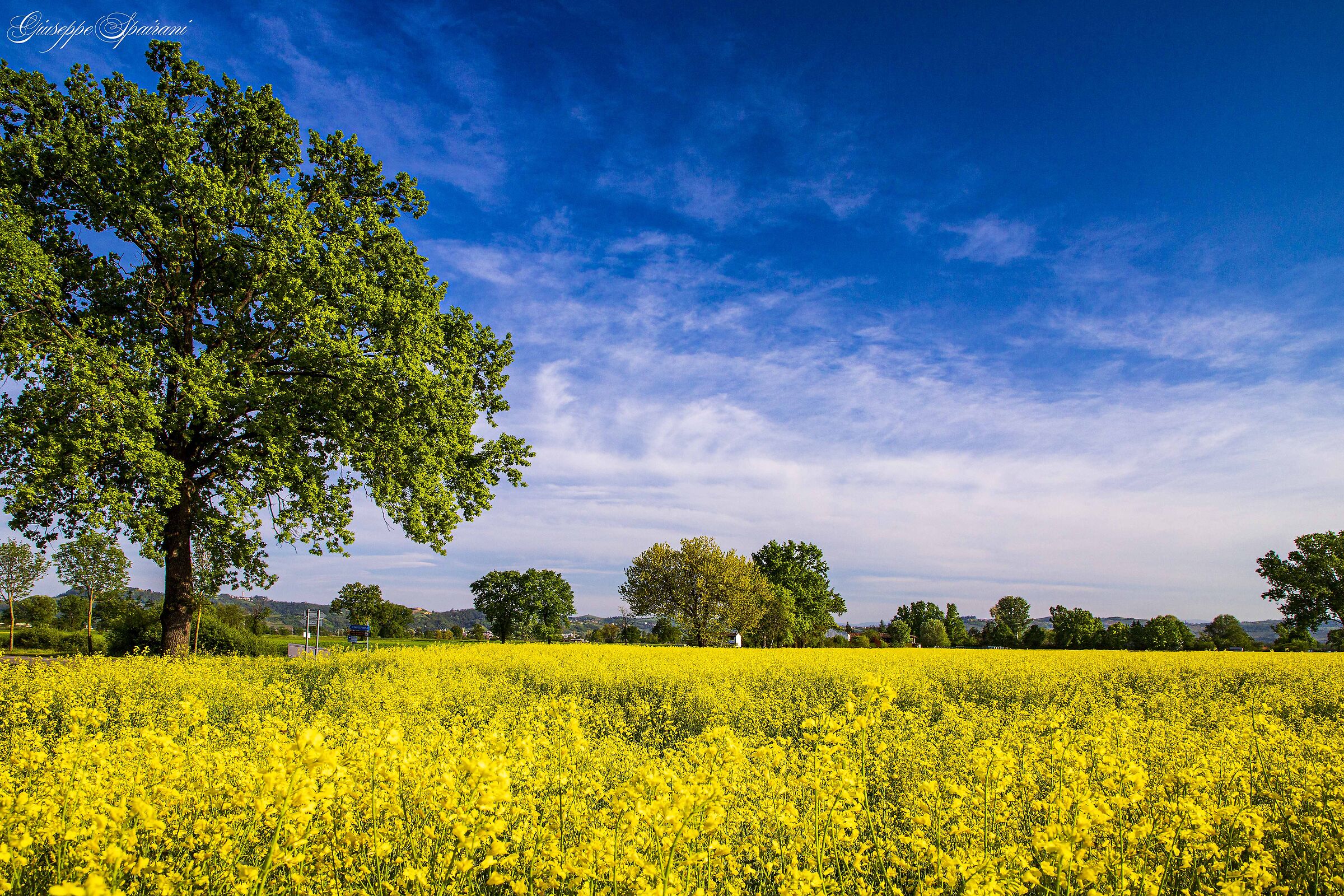 giallo  blu  e un pzzico di verde