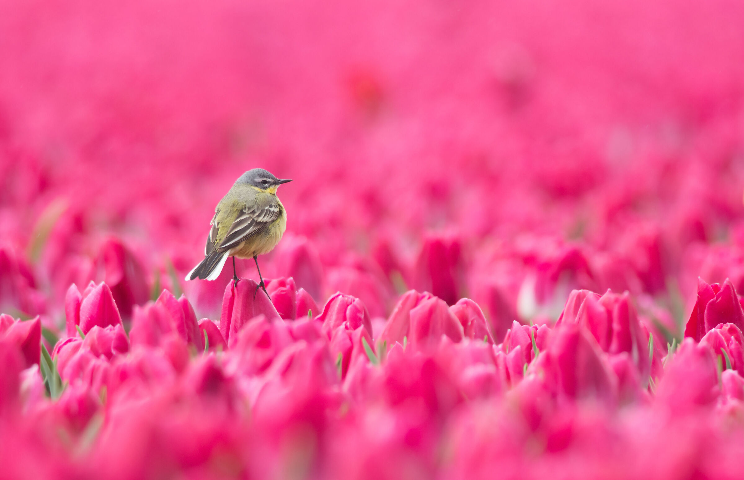 Spring