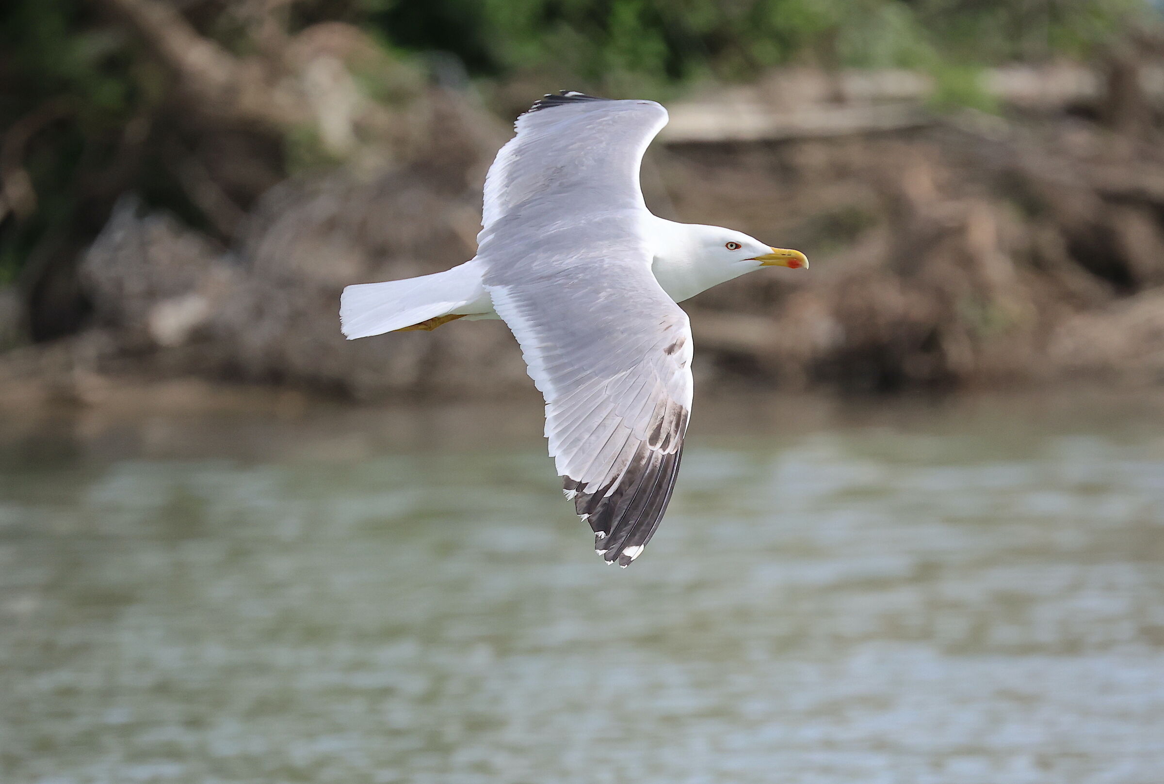 Gabbiano in volo 02