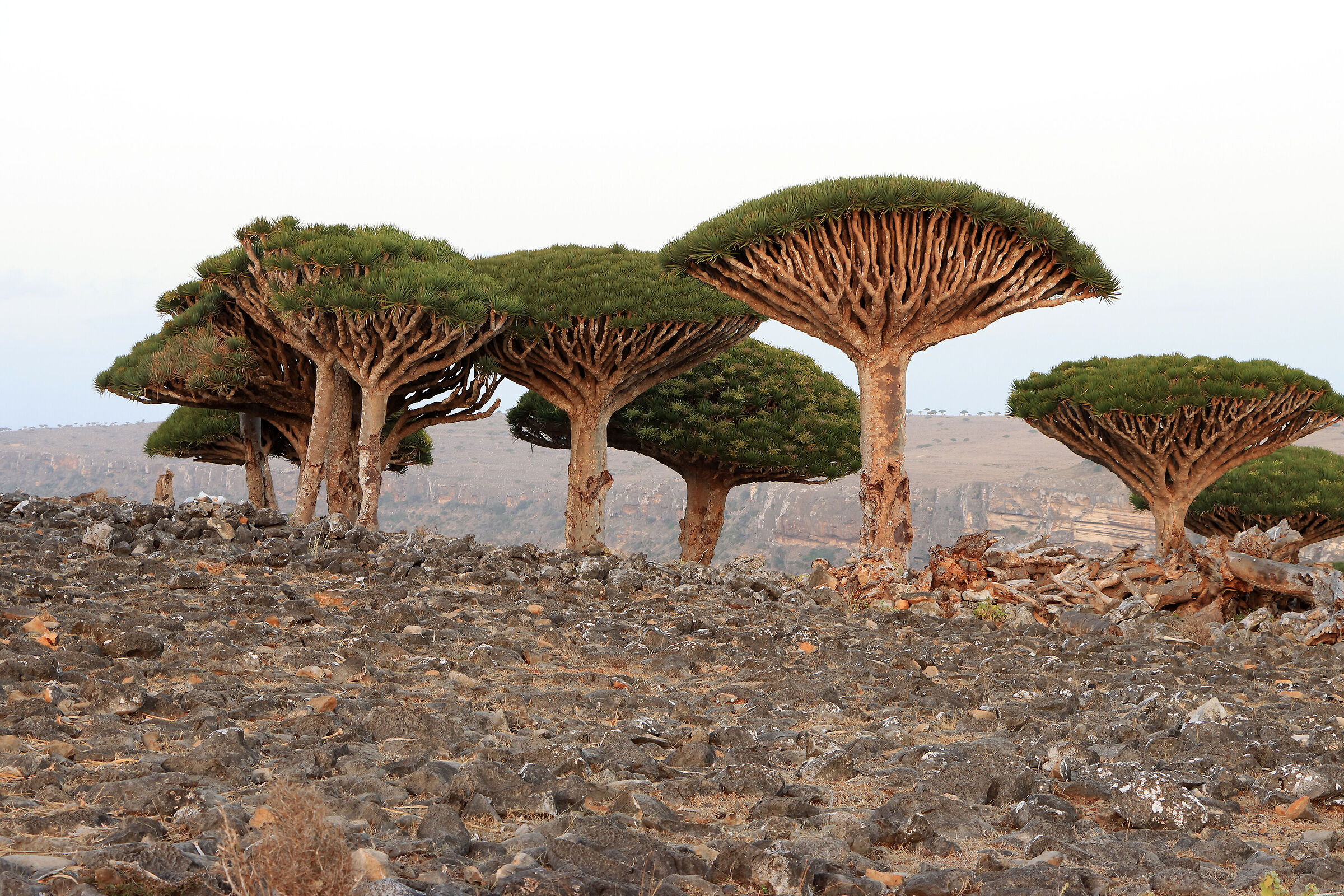 S O C O T R A - Dixam Plateau