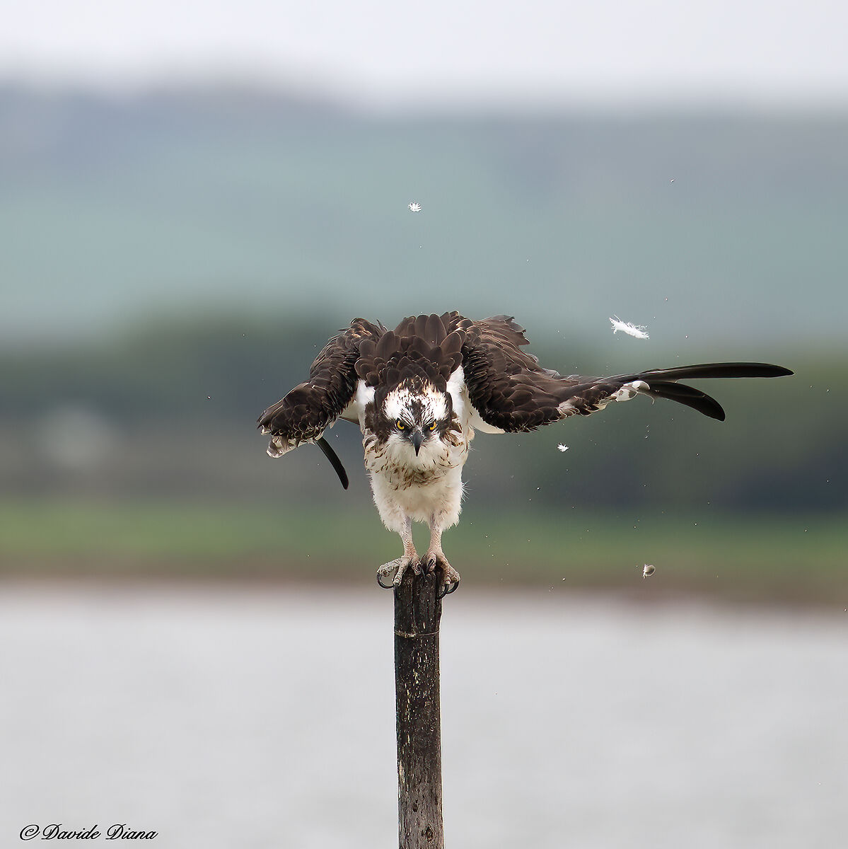 Osprey - Pandion haliaetus - Cabras - Sardinia