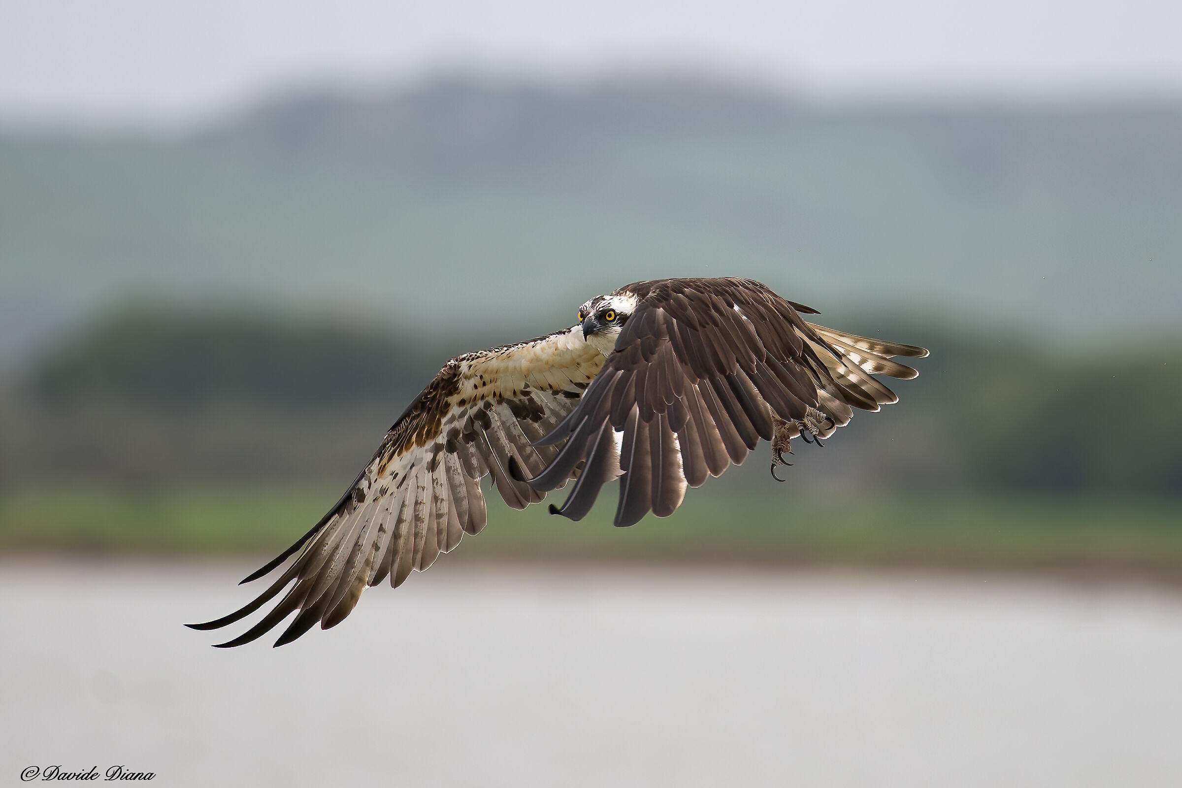 Osprey - Pandion haliaetus - Cabras - Sardinia