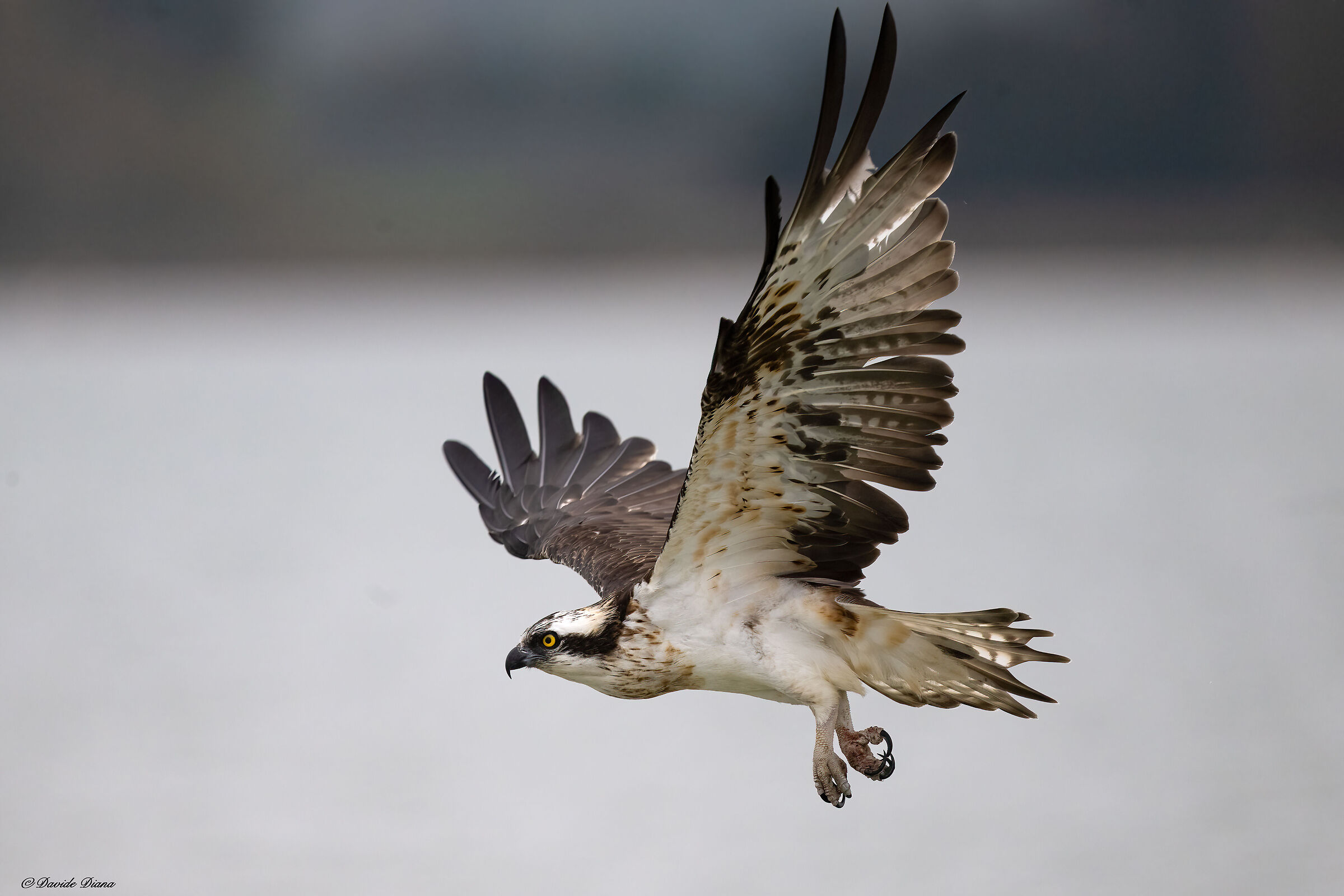Osprey - Pandion haliaetus - Cabras - Sardinia