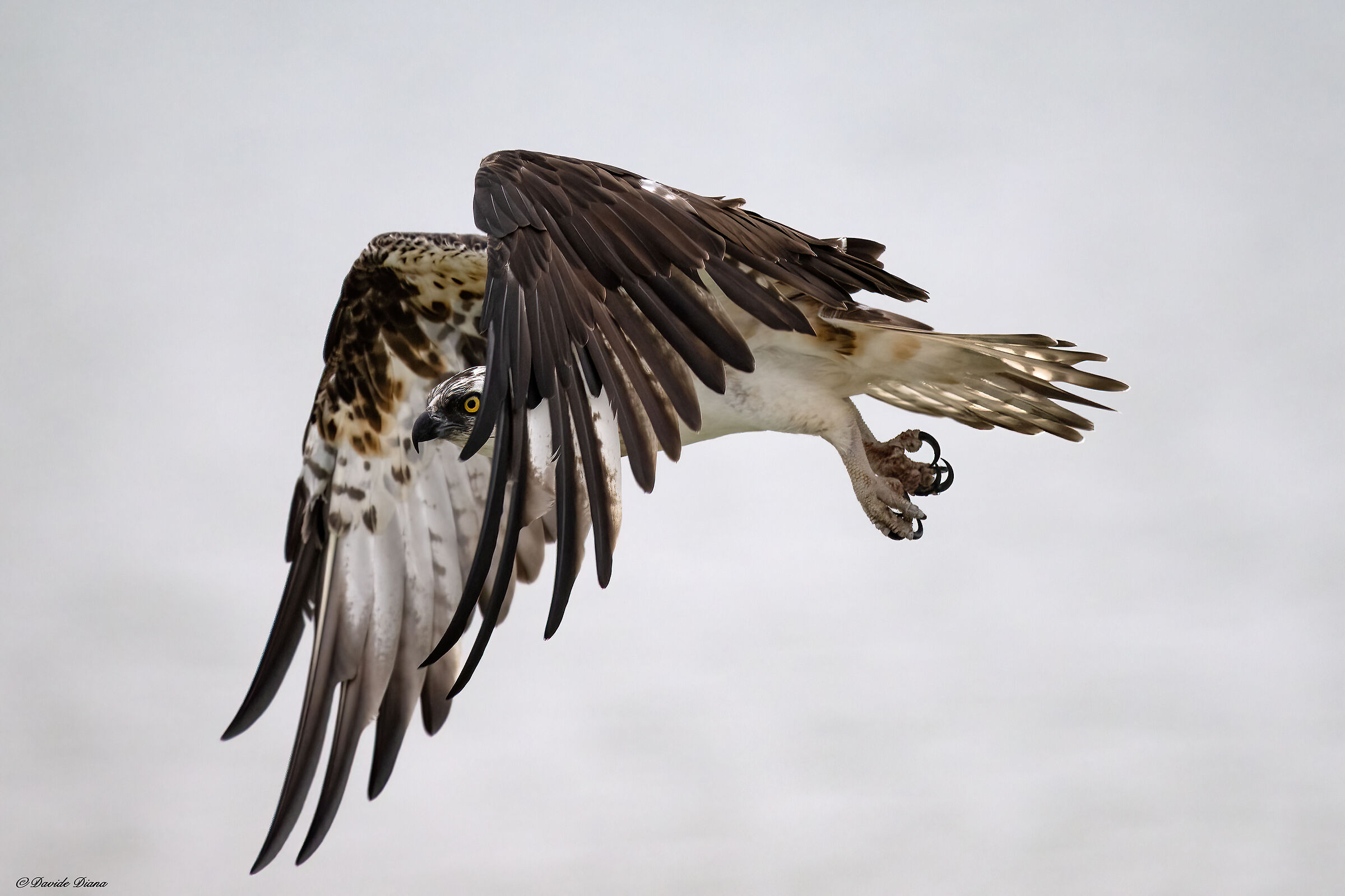 Osprey - Pandion haliaetus - Cabras - Sardinia