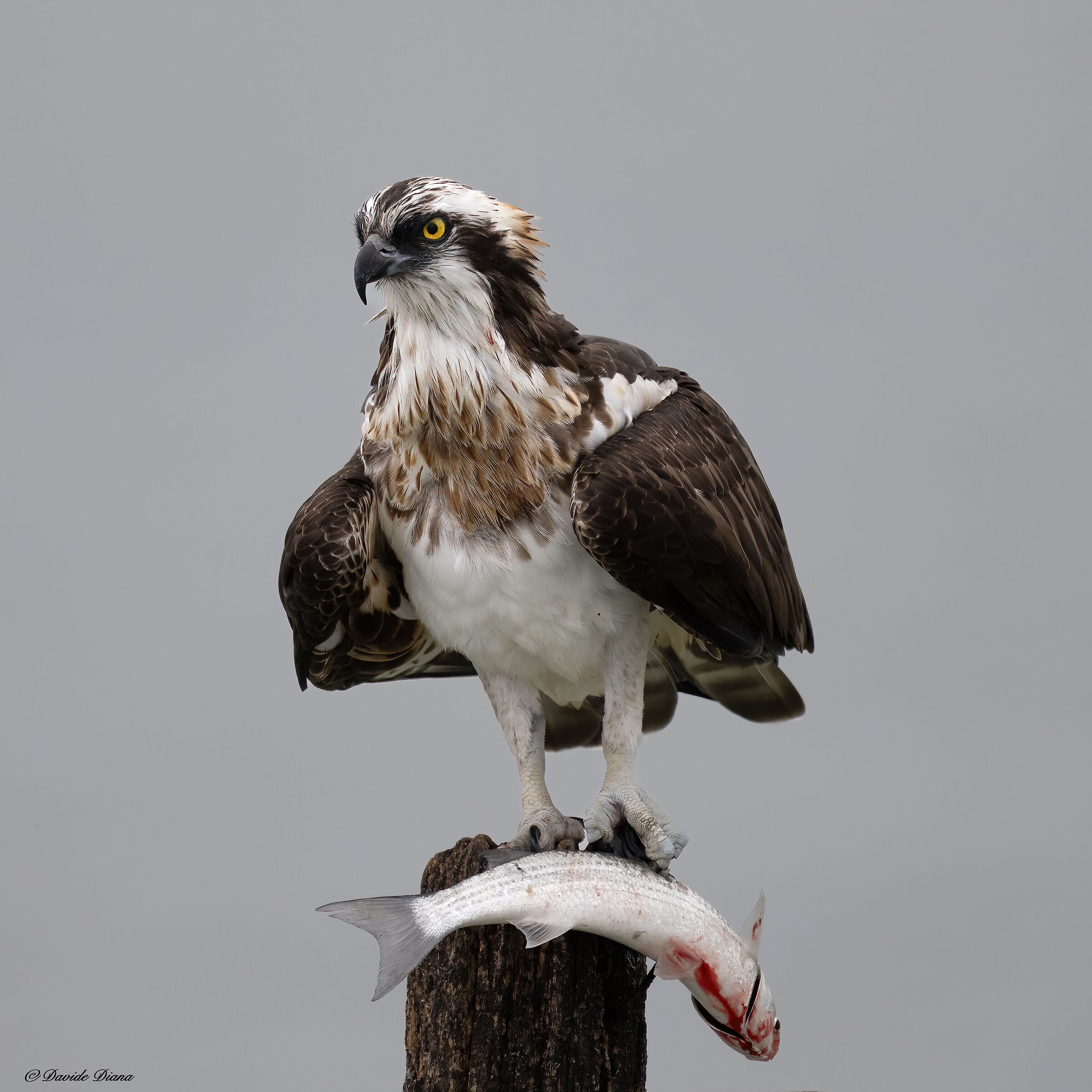 Osprey - Pandion haliaetus - Cabras - Sardinia