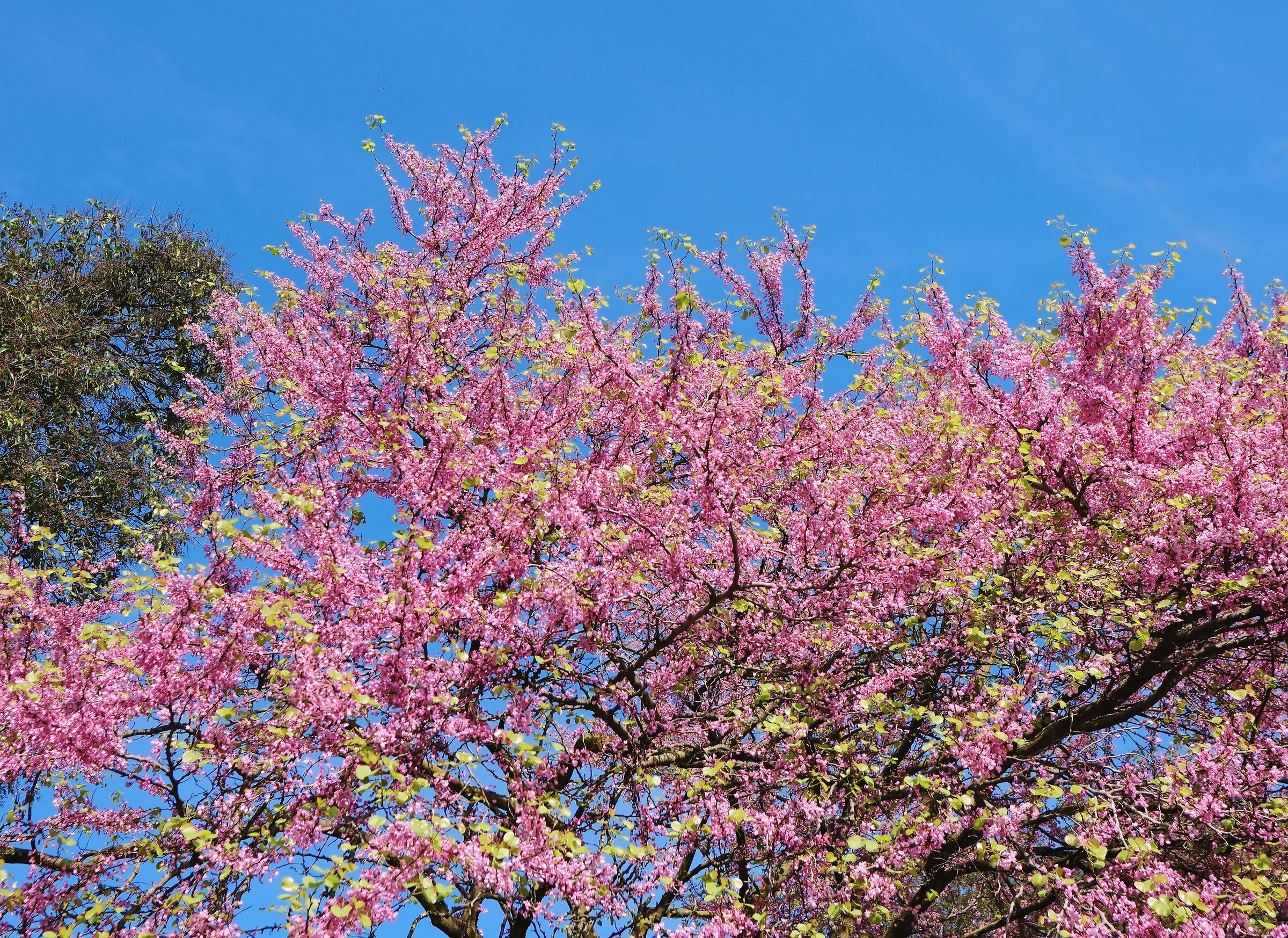 Il trionfo della primavera!!!