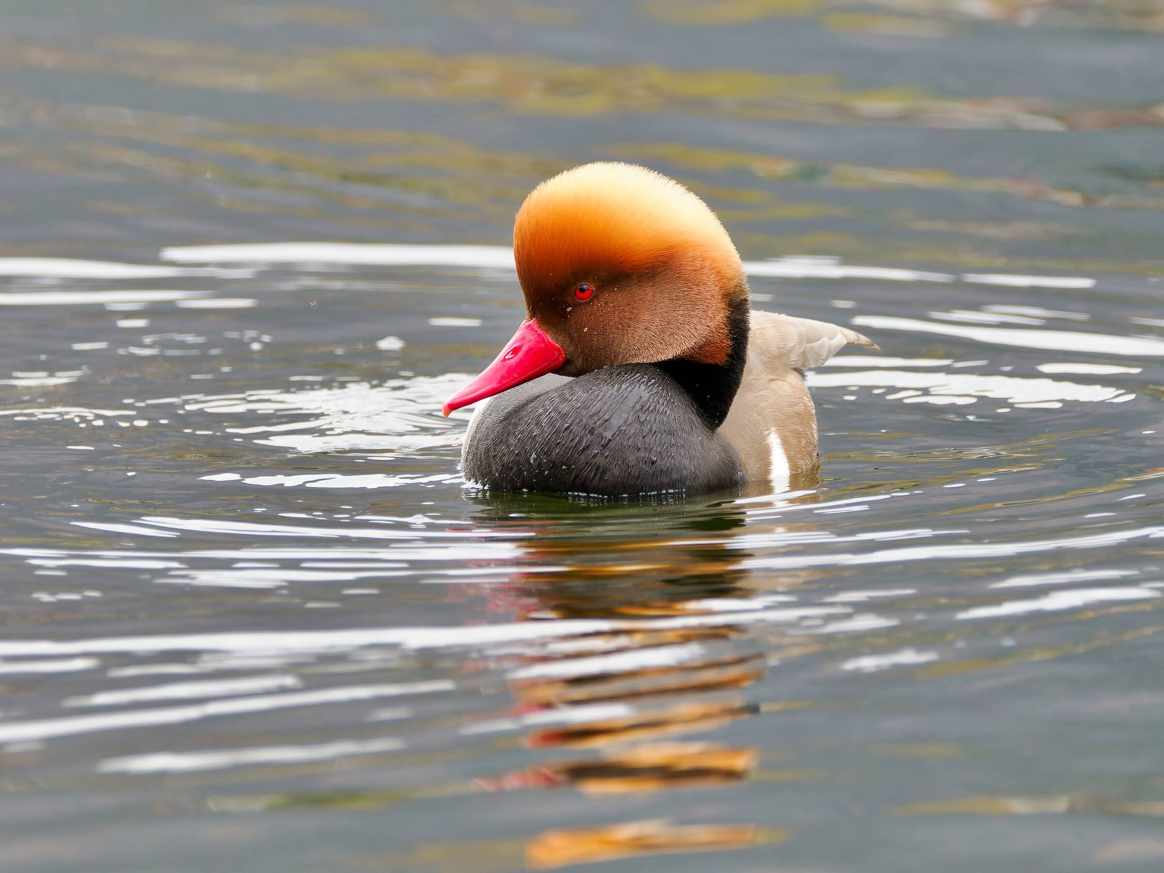 Turkish Pochard (m)