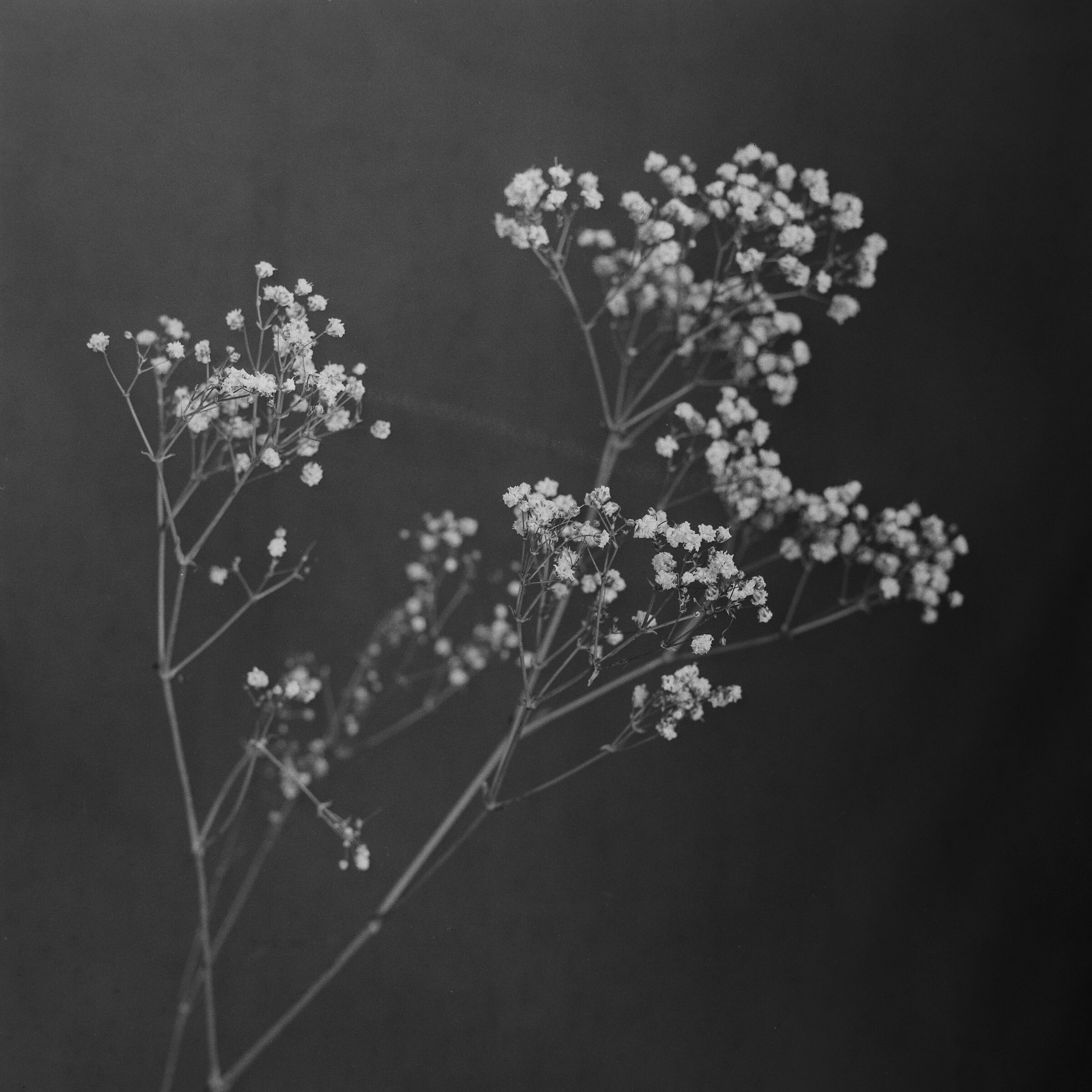 Gypsophila paniculata
