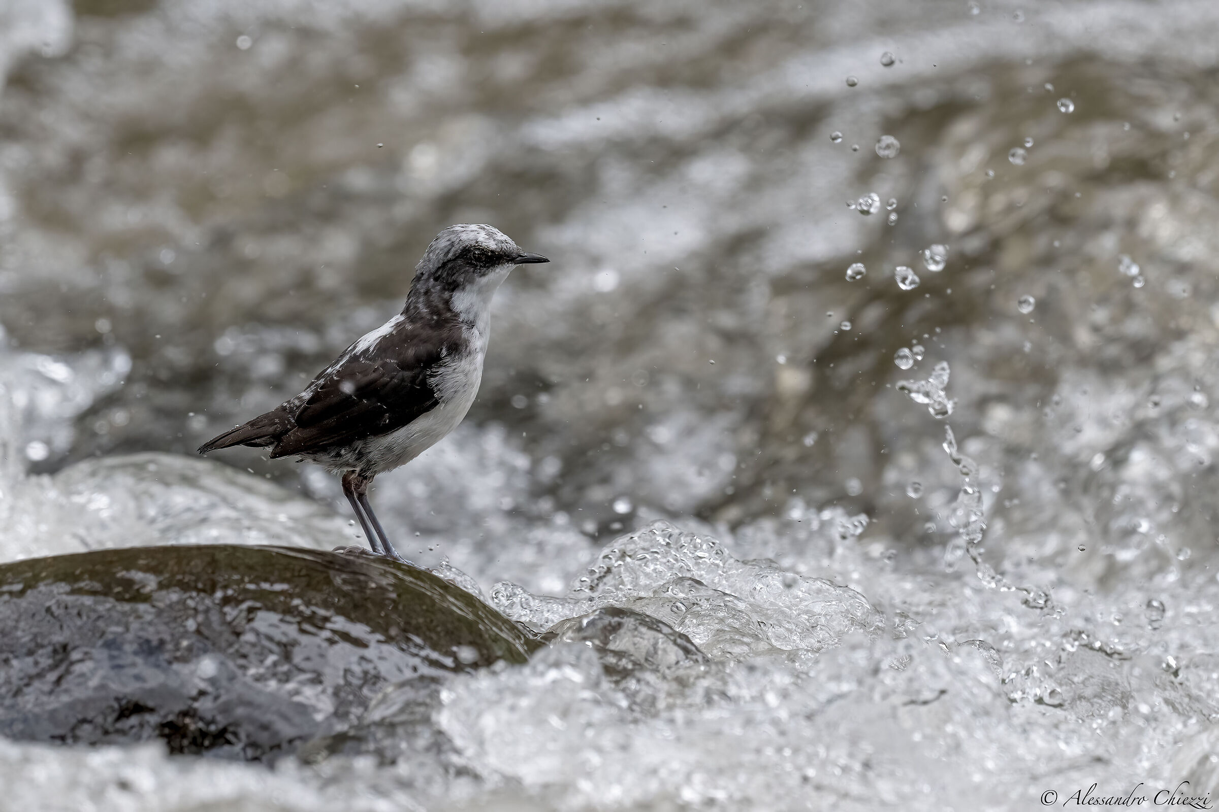 Merlo acquaiolo capobianco