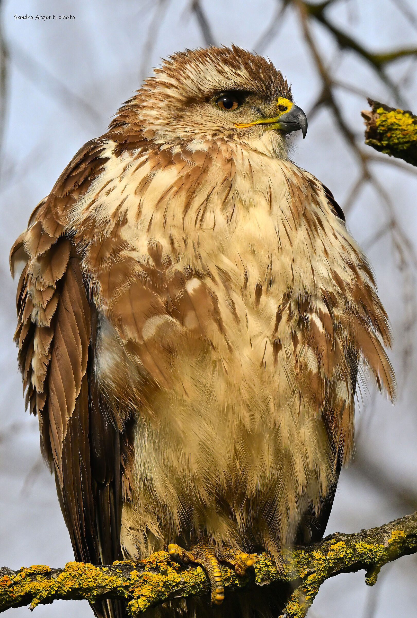 I caldi colori della Poiana (Buteo buteo).
