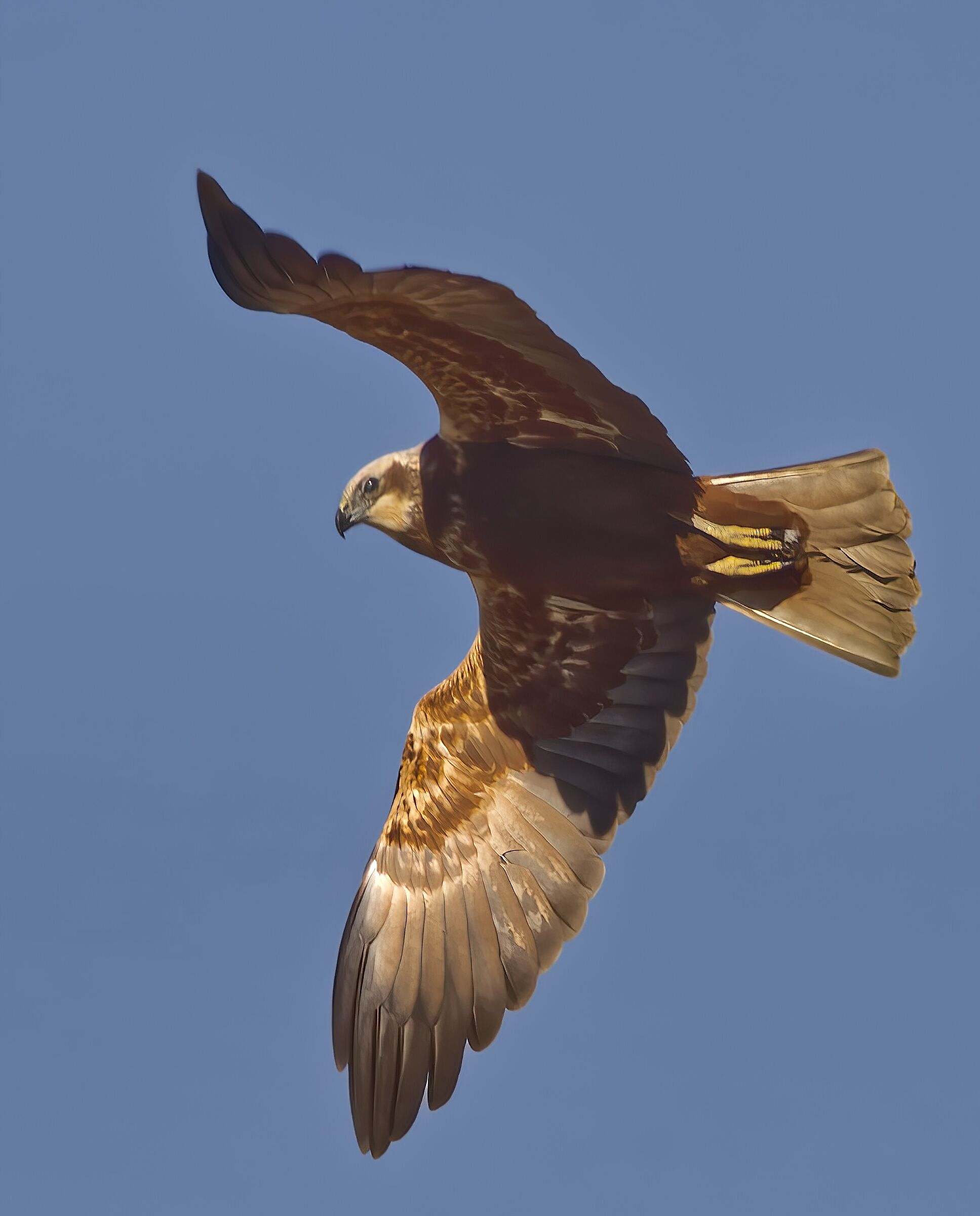 Falco di palude femmina