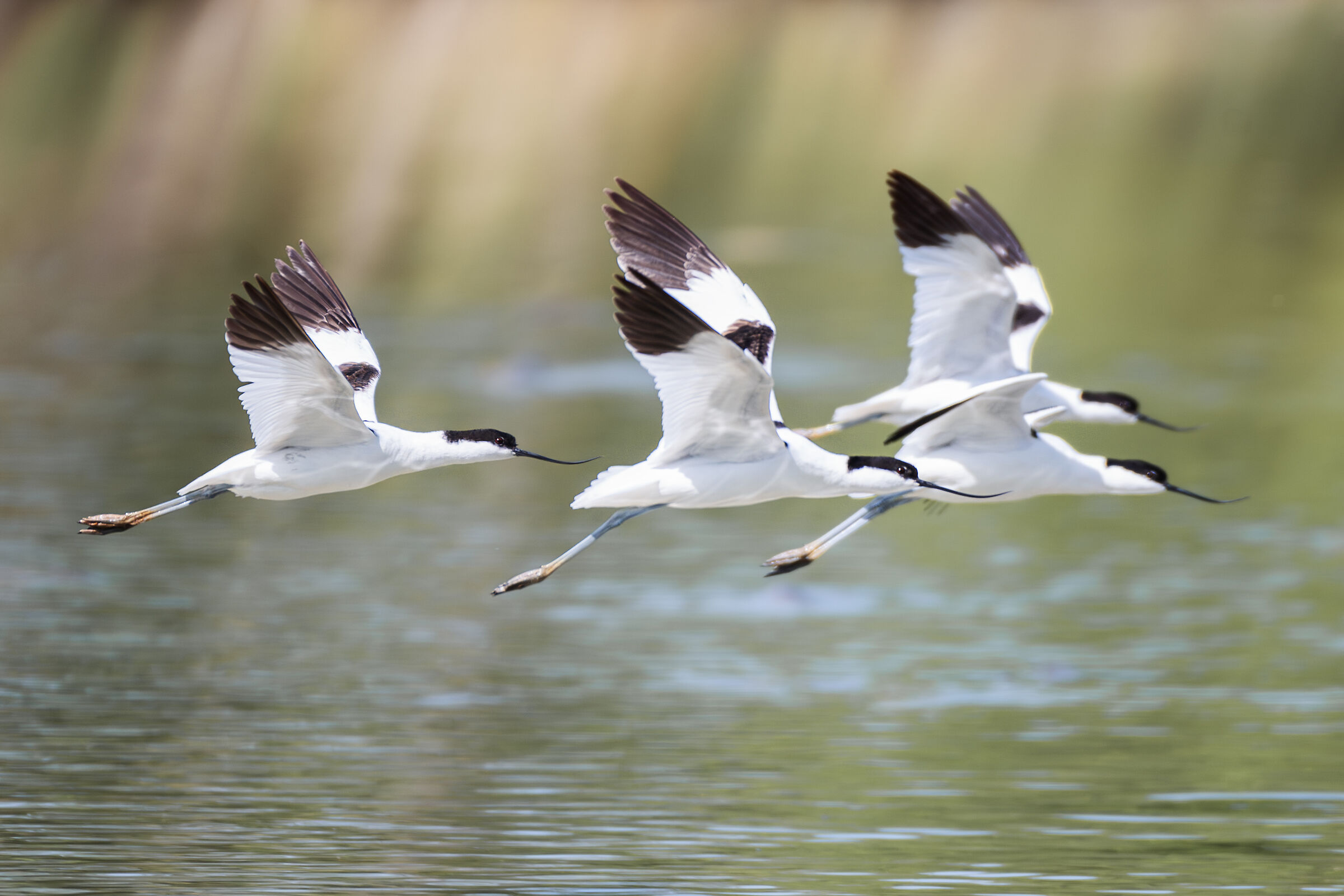 Avocette