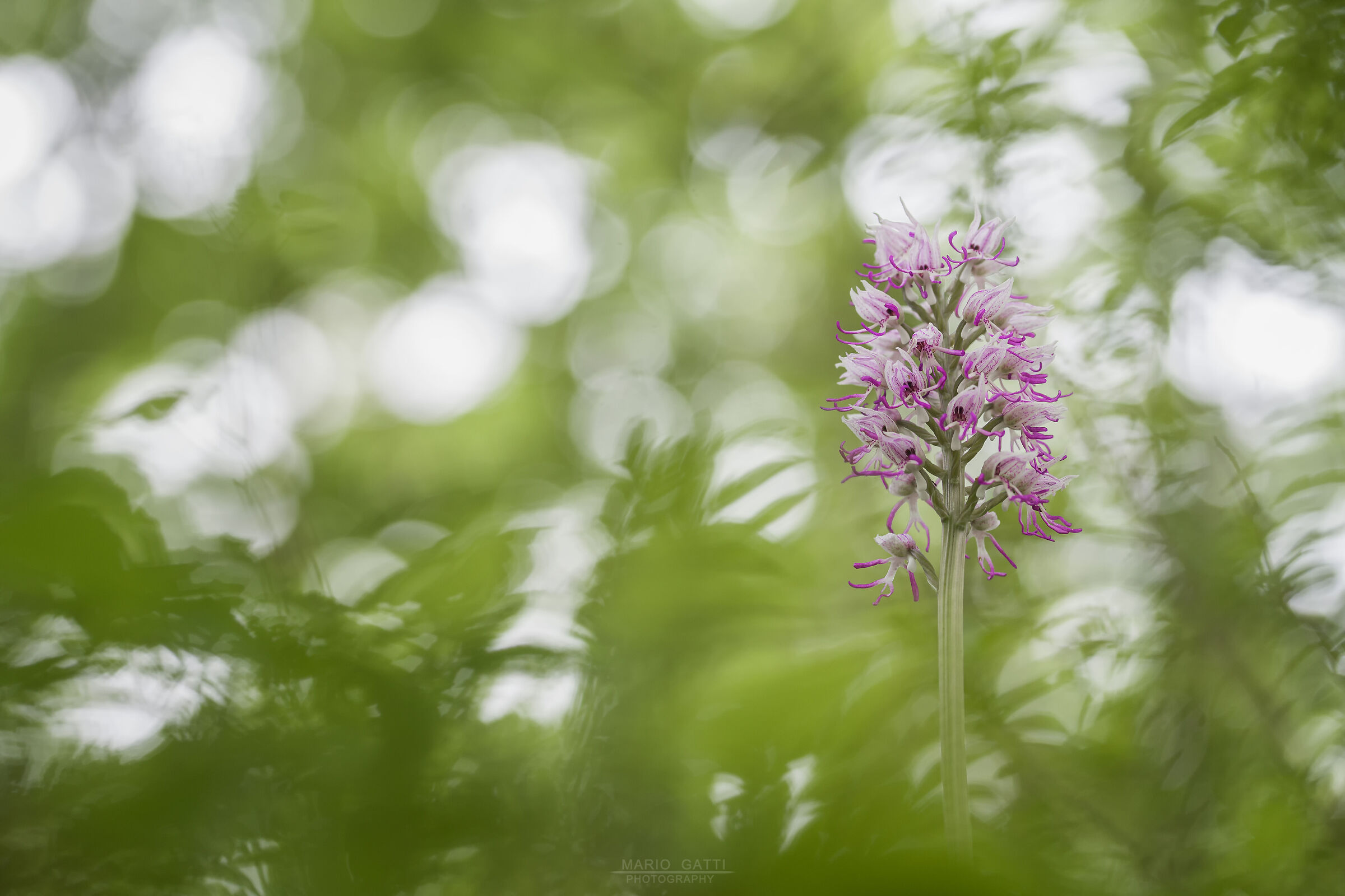 Orchis simia