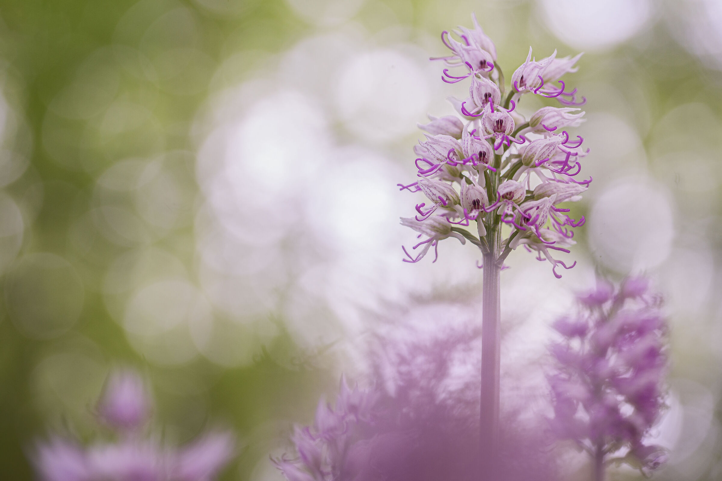 Orchis simia