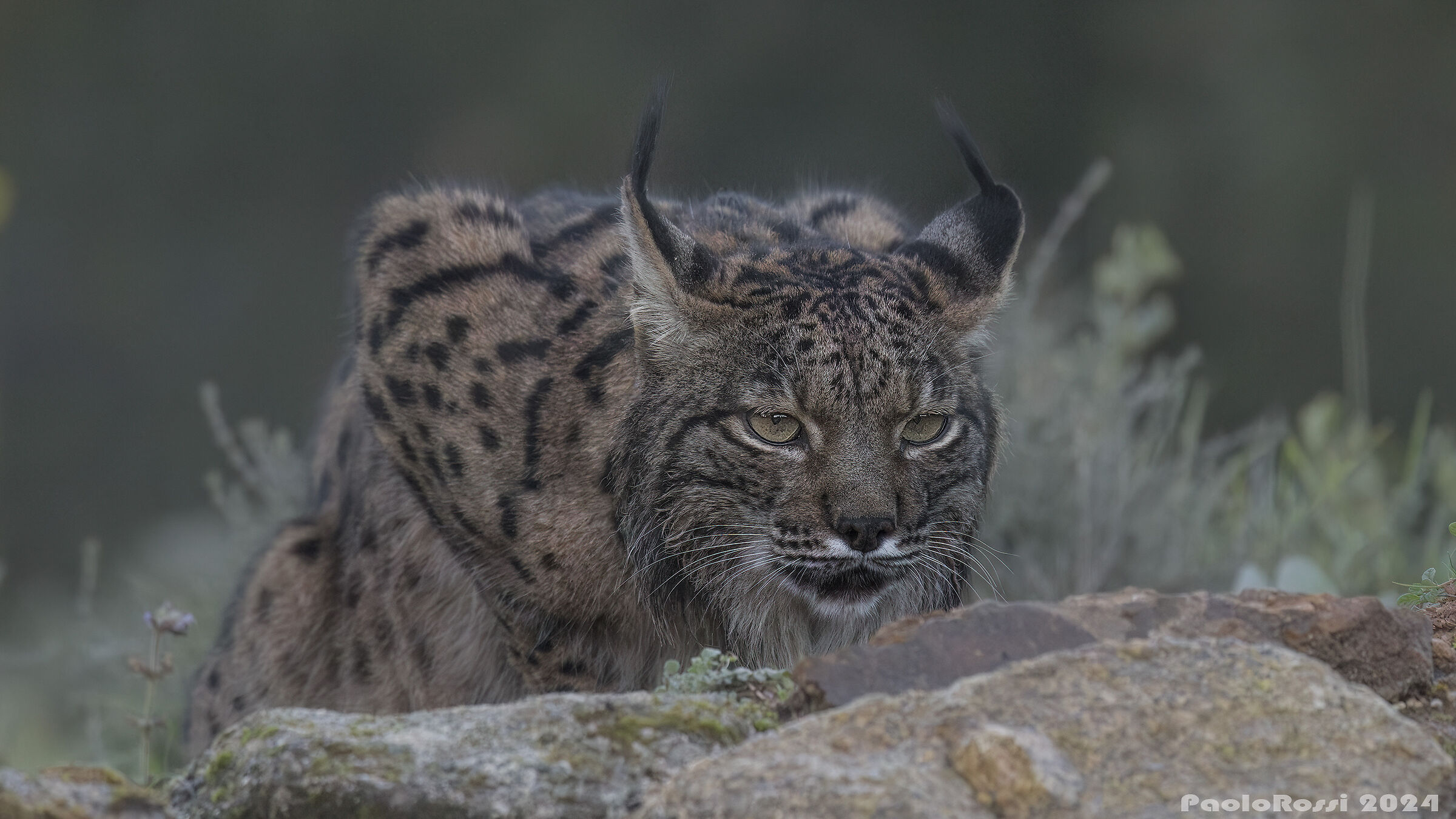 Lynx drinking at sunset..