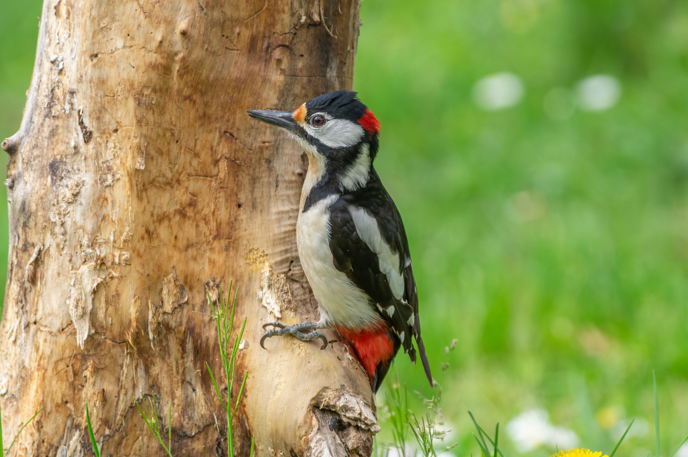 Picchioo rosso maggiore