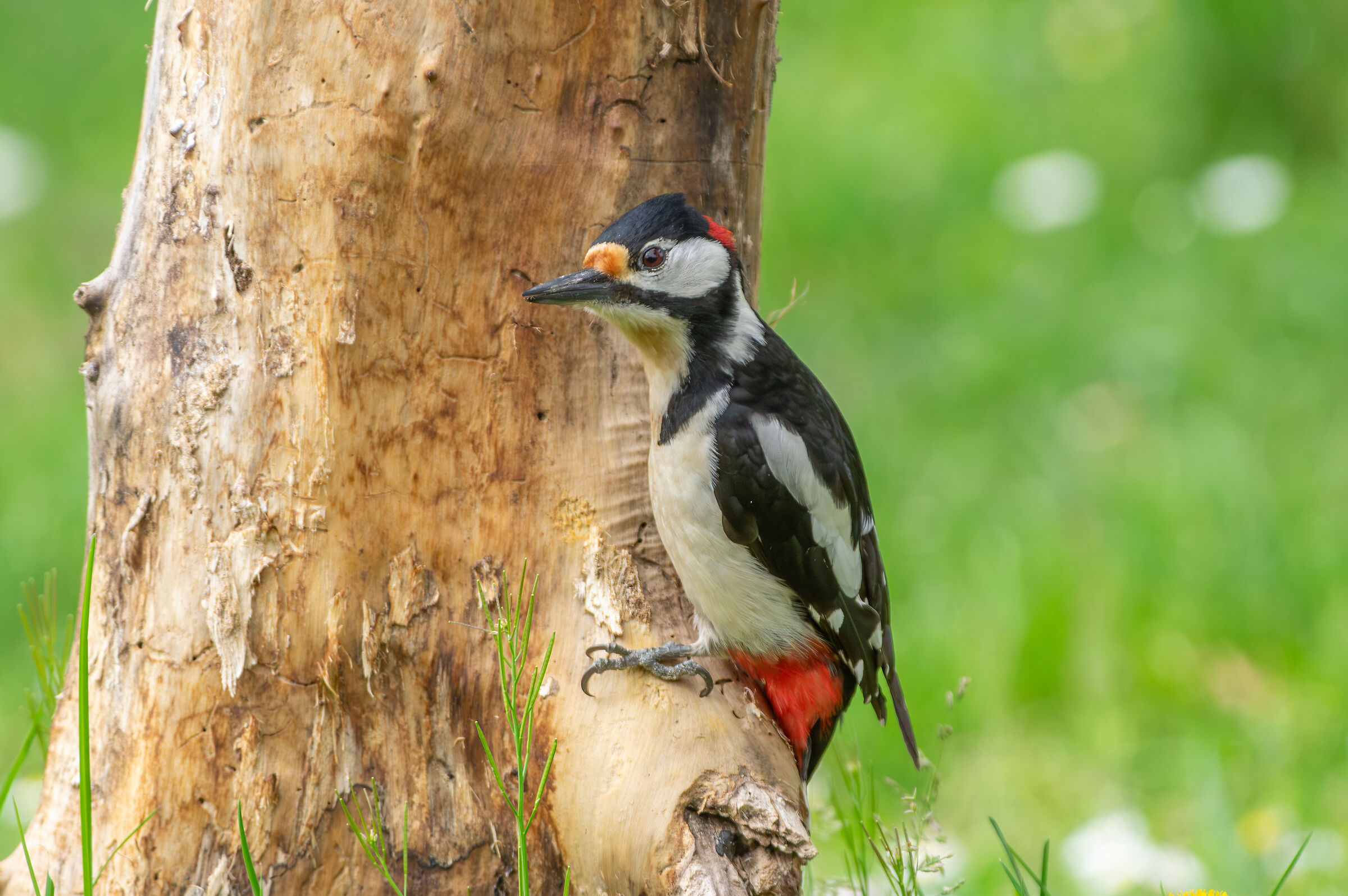 Great spotted woodpecker