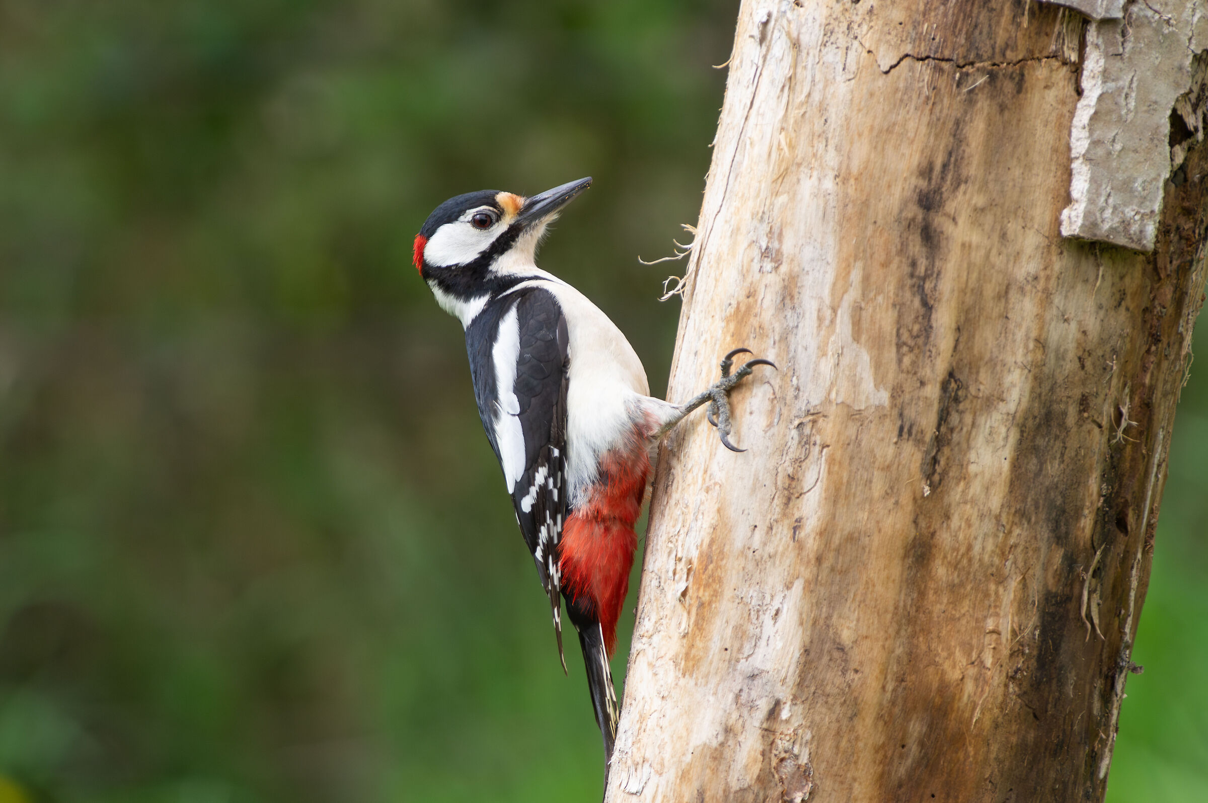 Picchio rosso maggiore