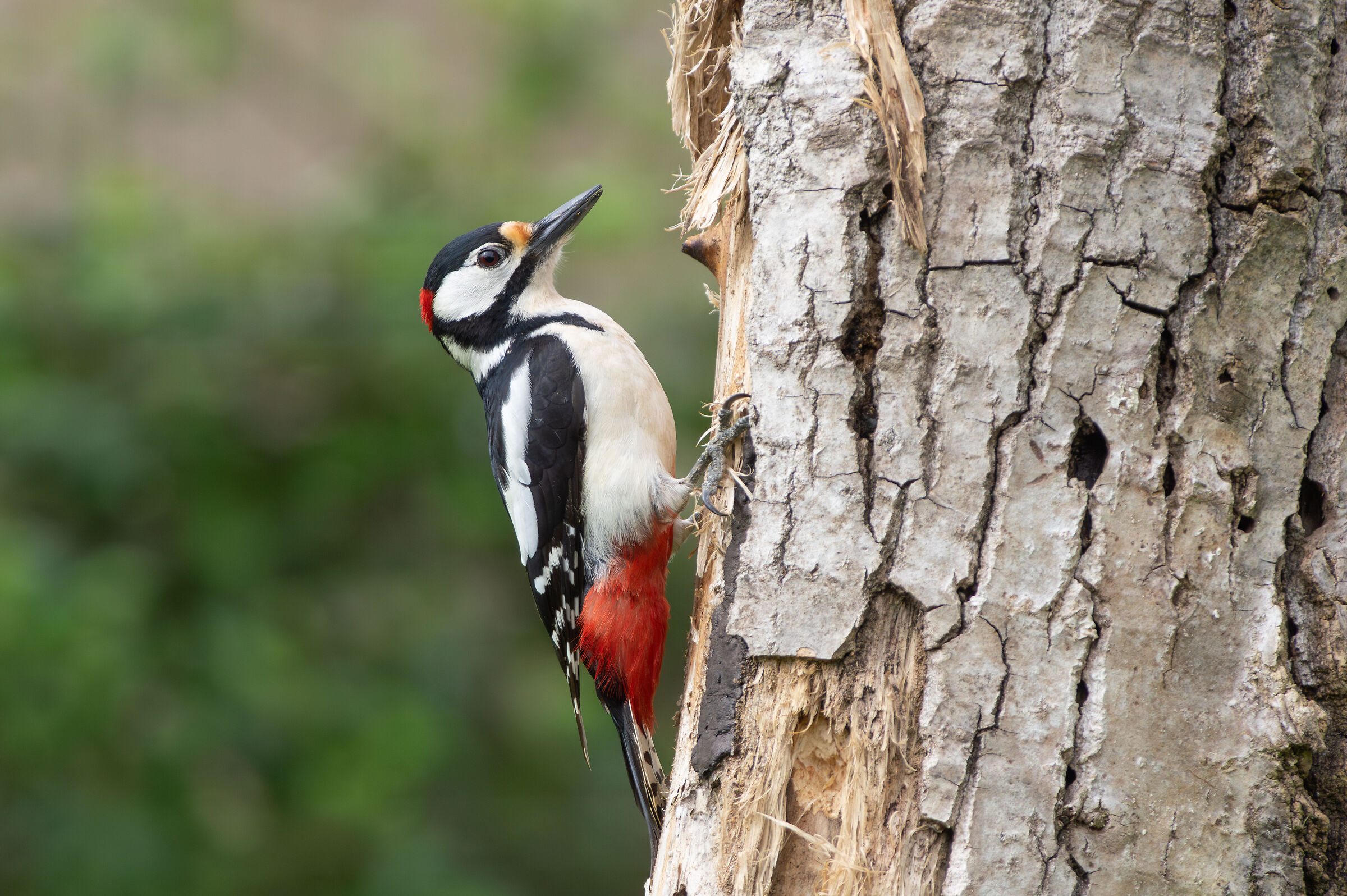 Great spotted woodpecker