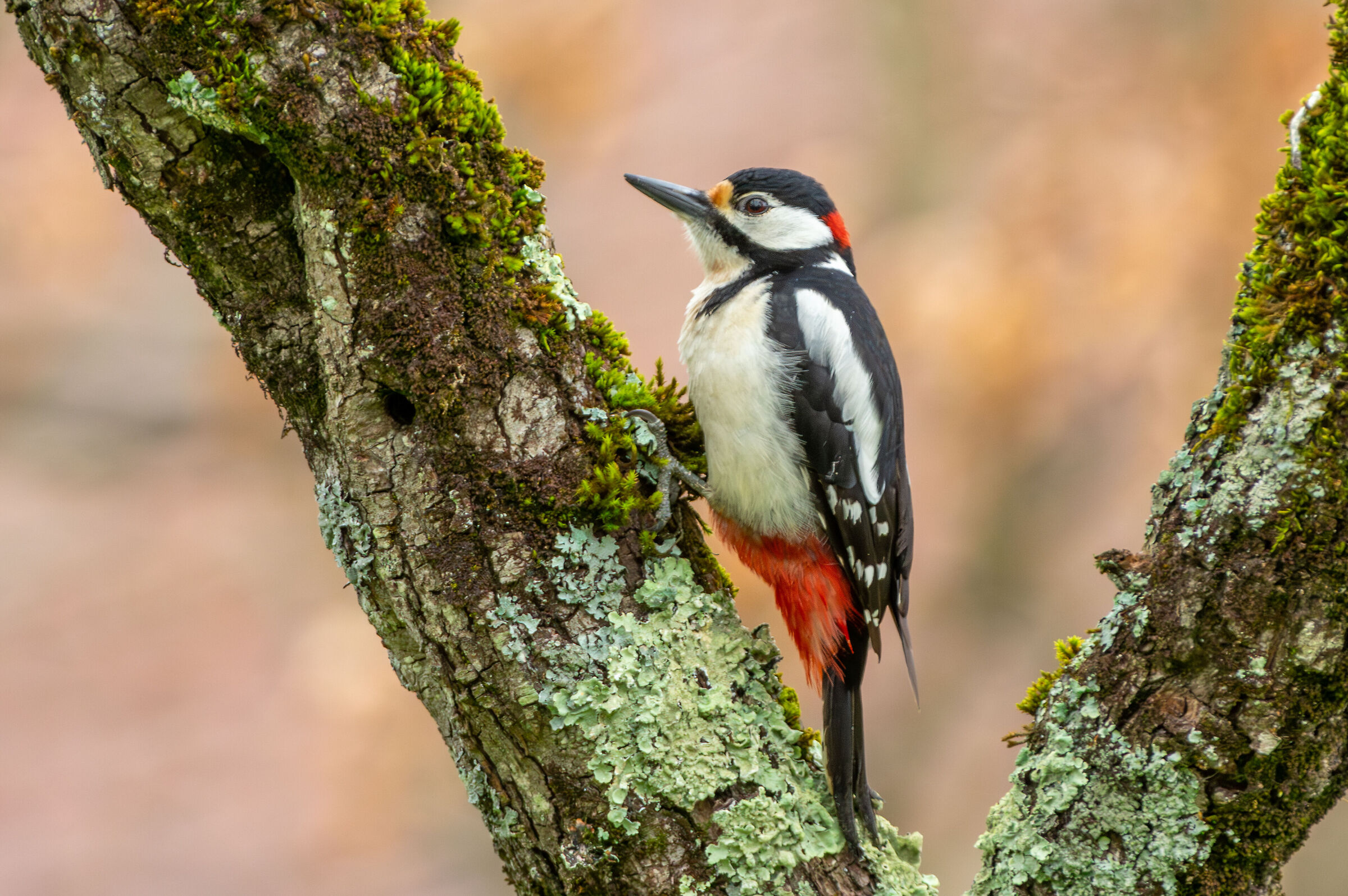 Great spotted woodpecker