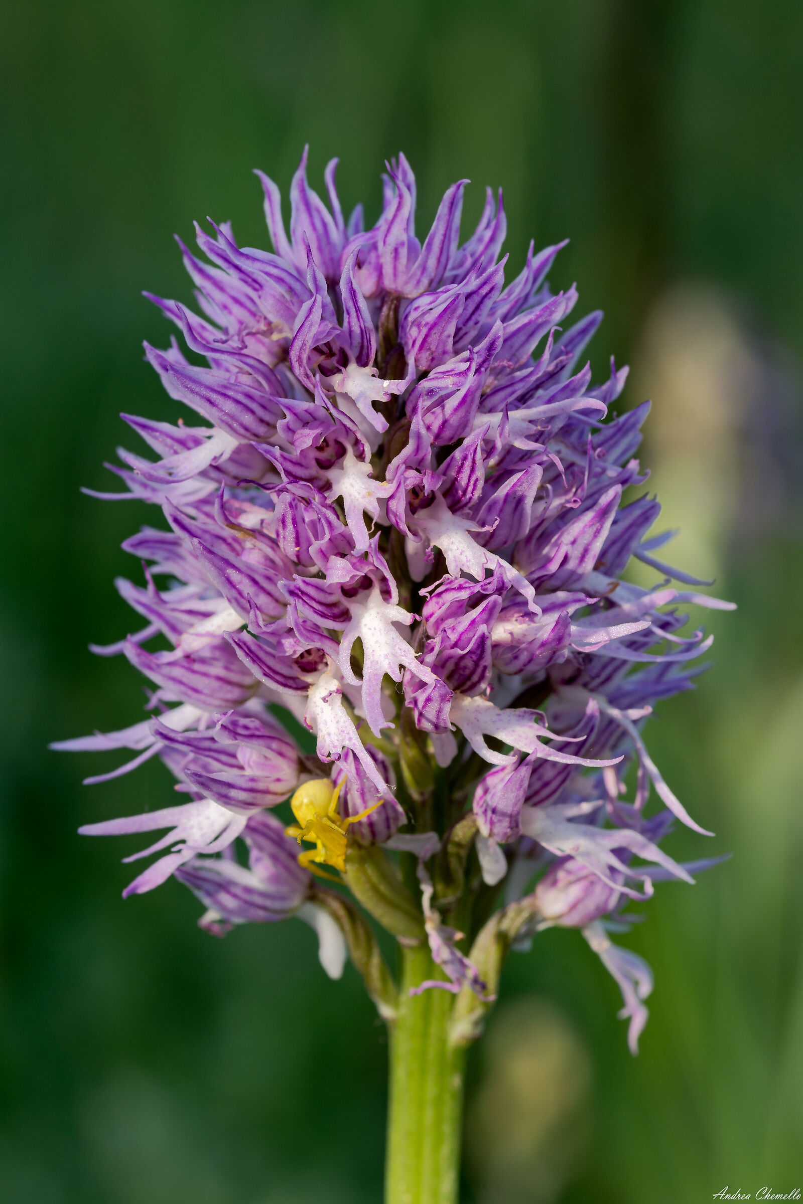 Orchis italica