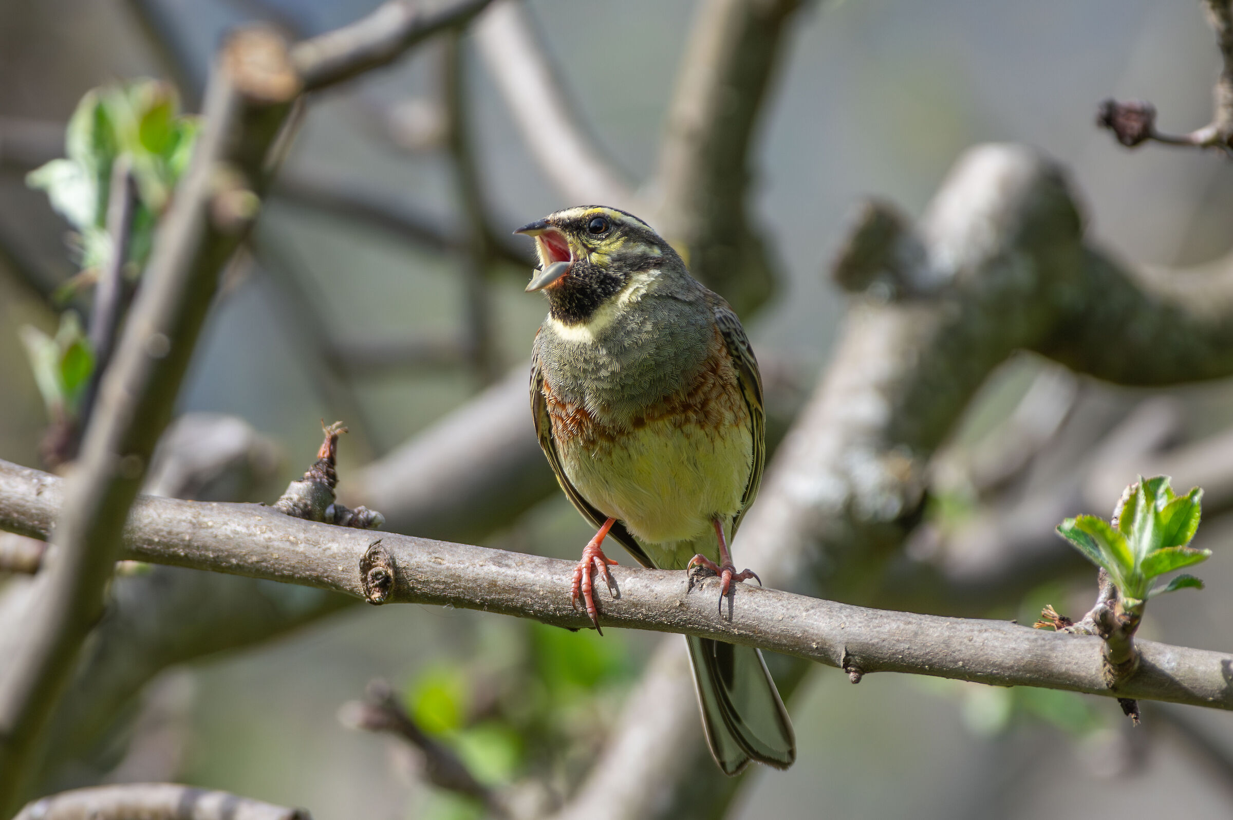 Cirl bunting