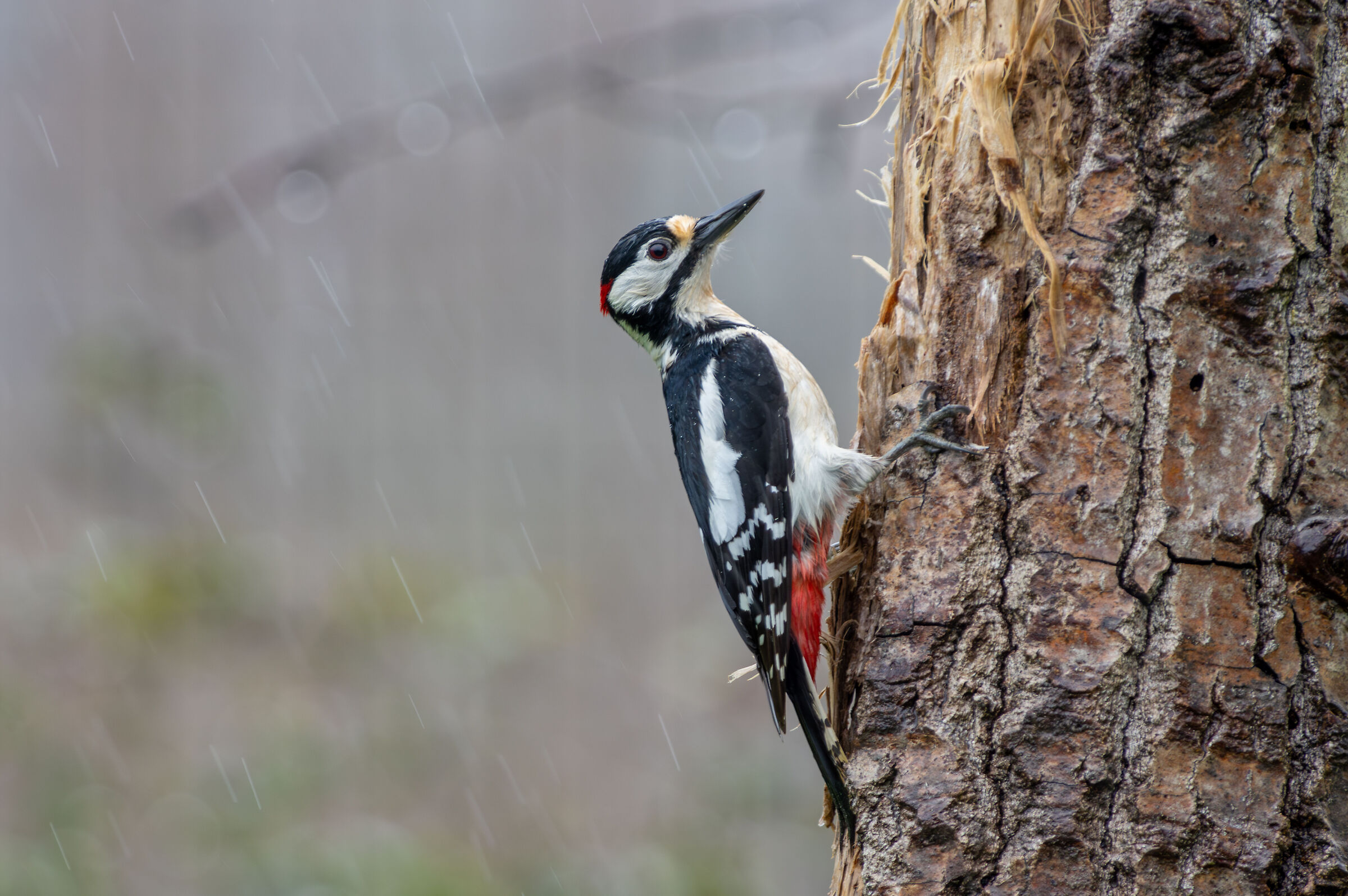 Great spotted woodpecker