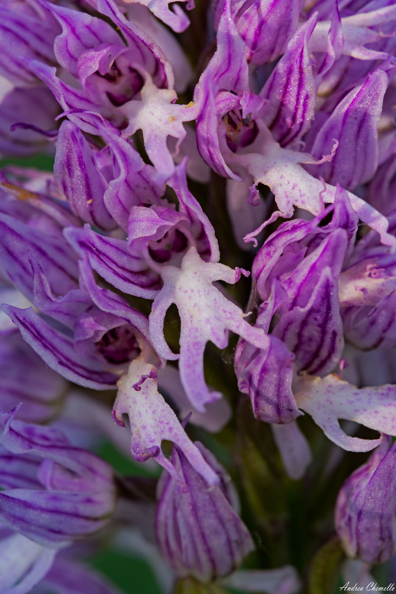 Orchis italica