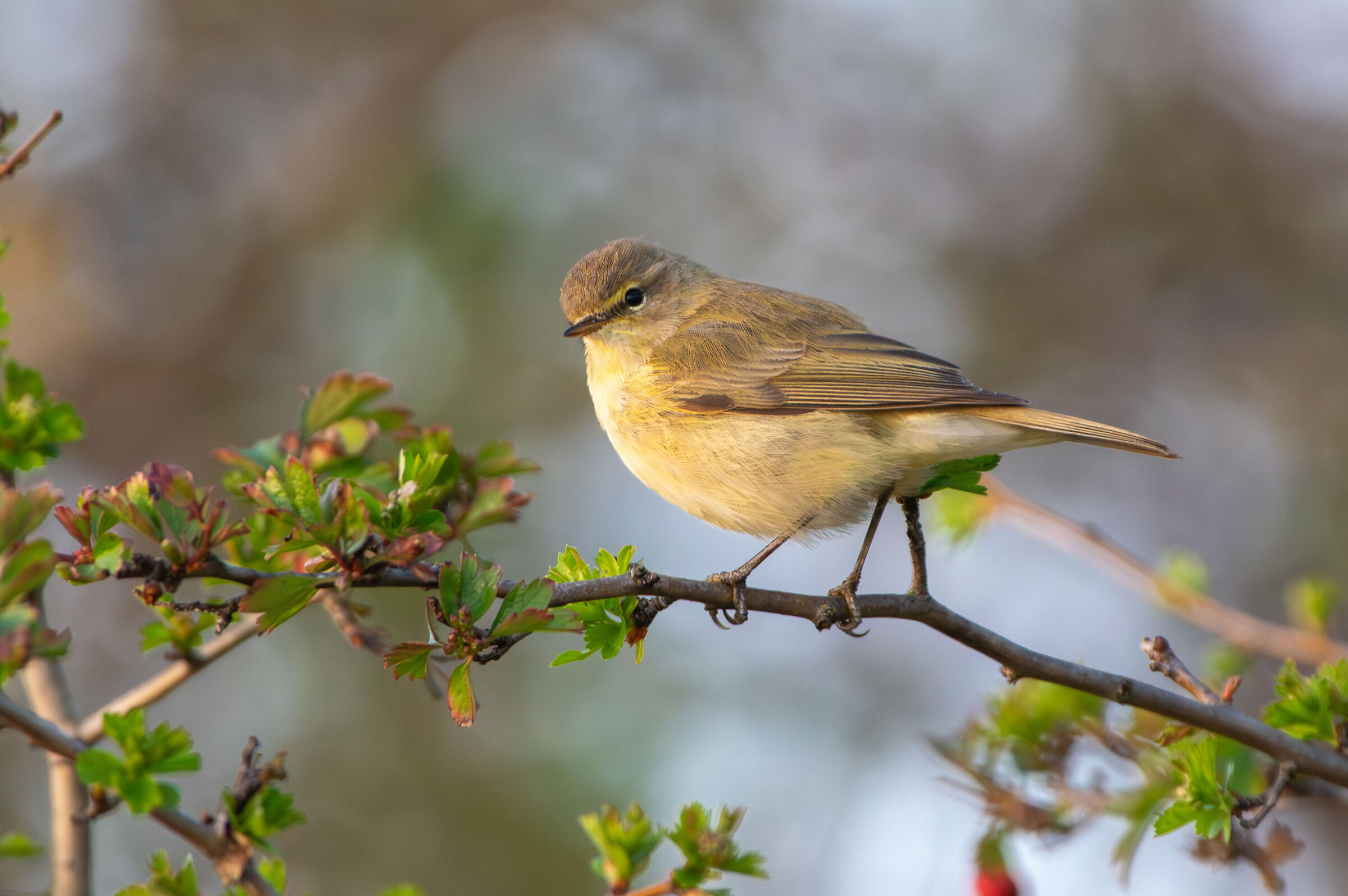 Chiffchaff