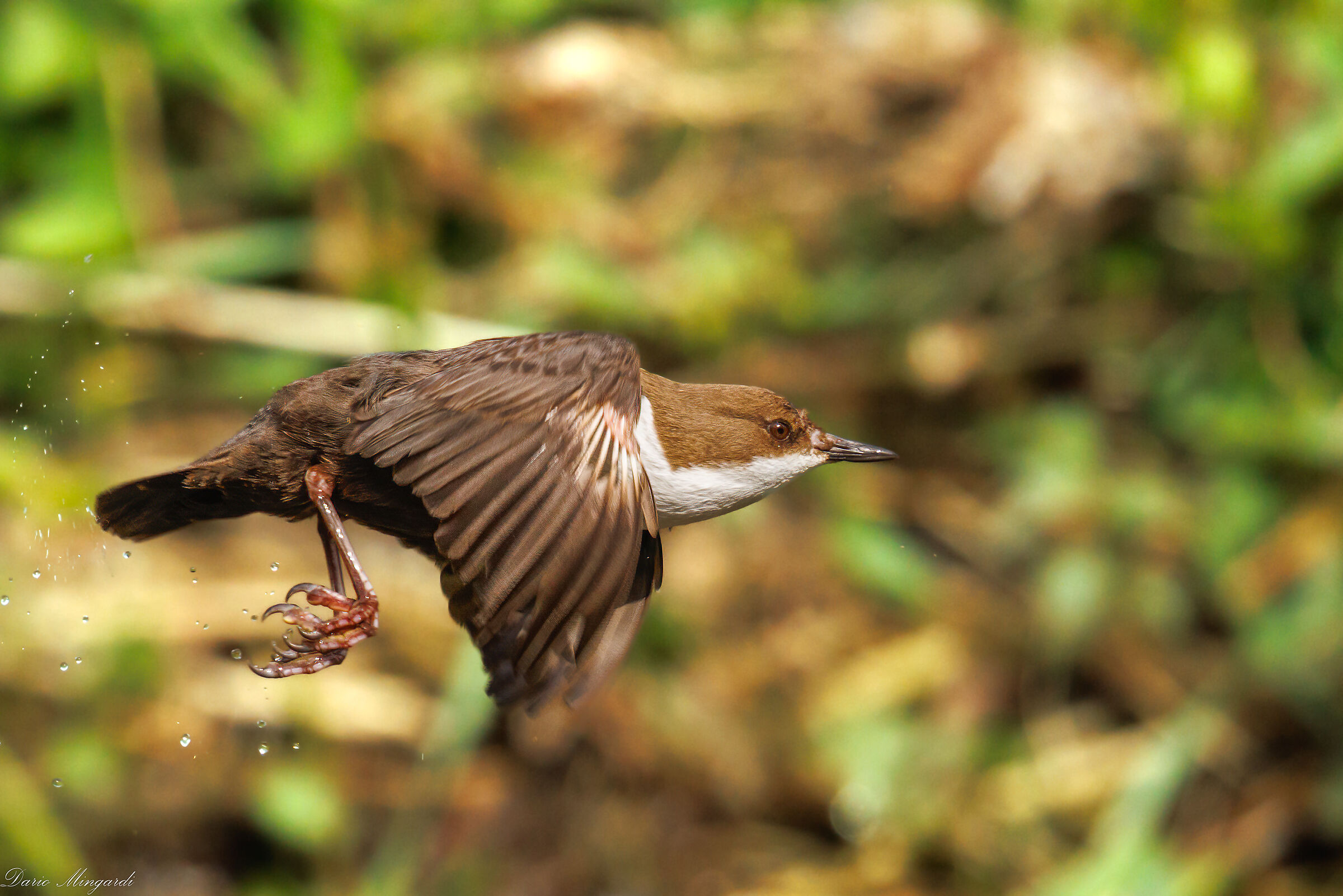Dipper in flight