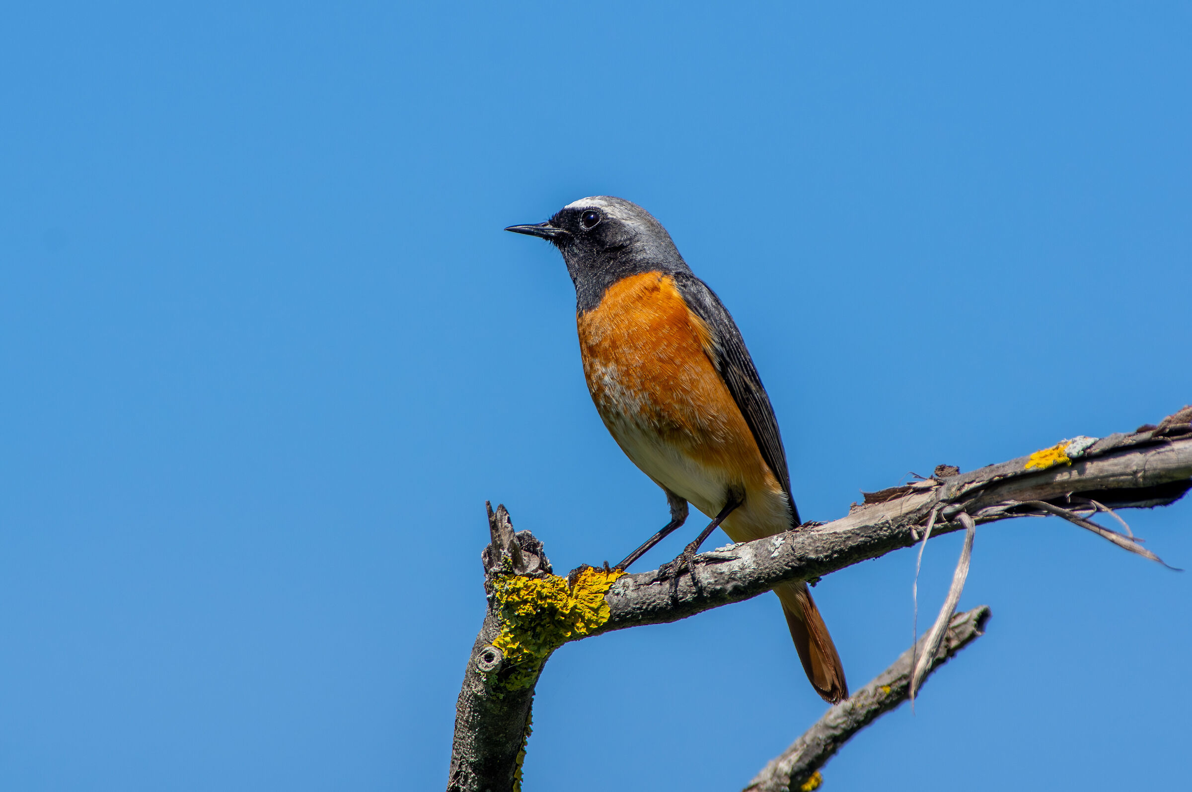 Redstart