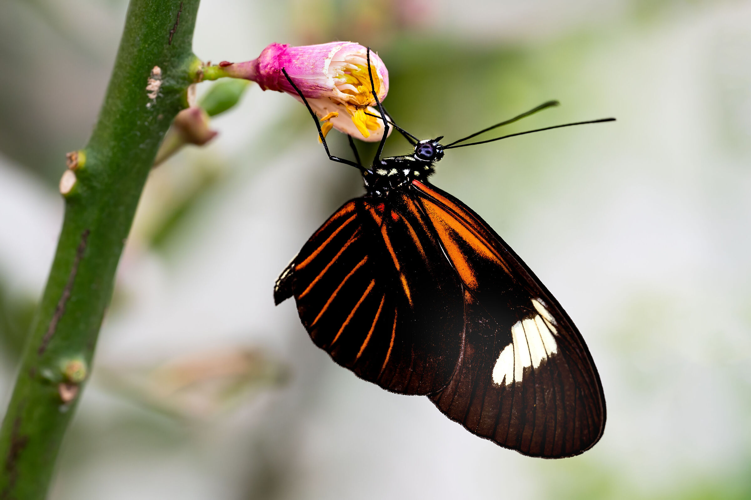 Heliconius erato o farfalla postino (ali chiuse)