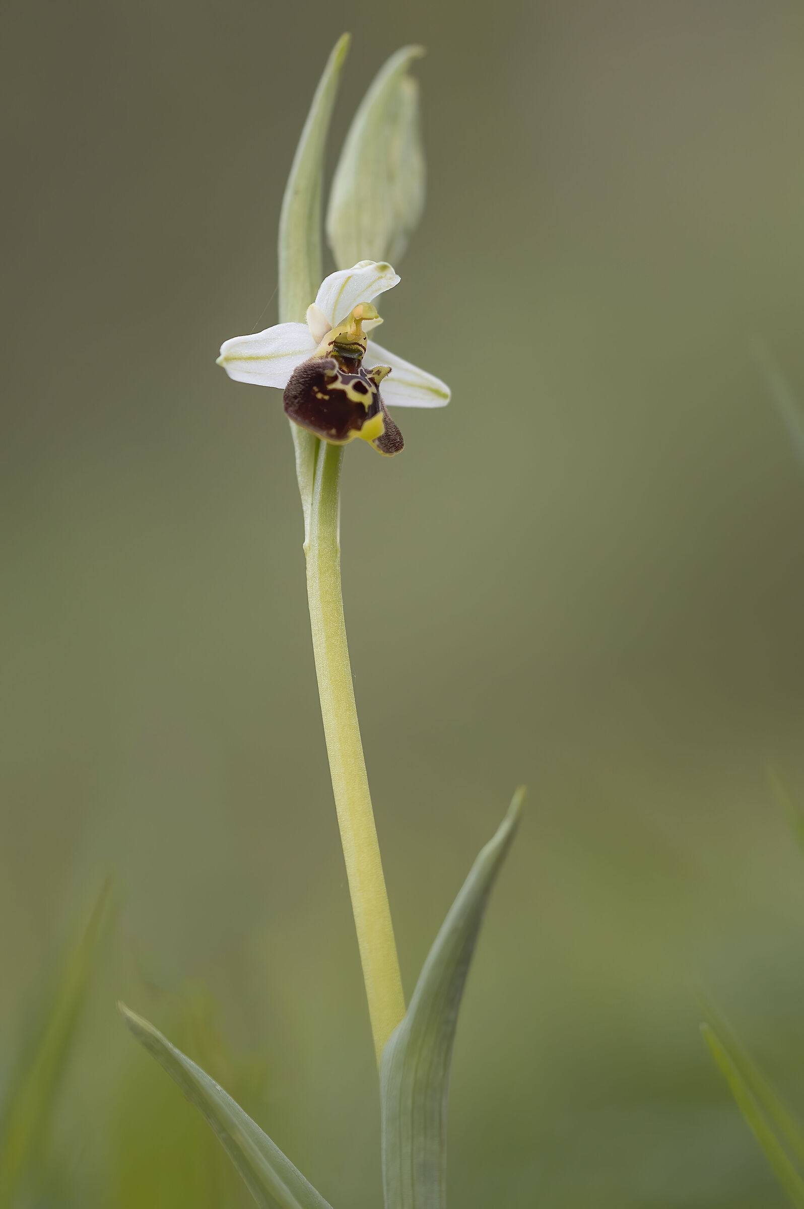 ophrys holosericea