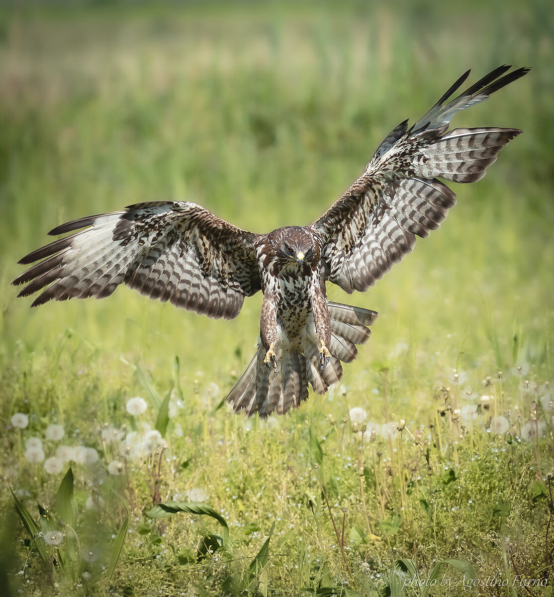 Buzzard