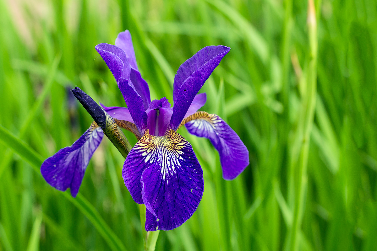 Iris (Iridaceae)