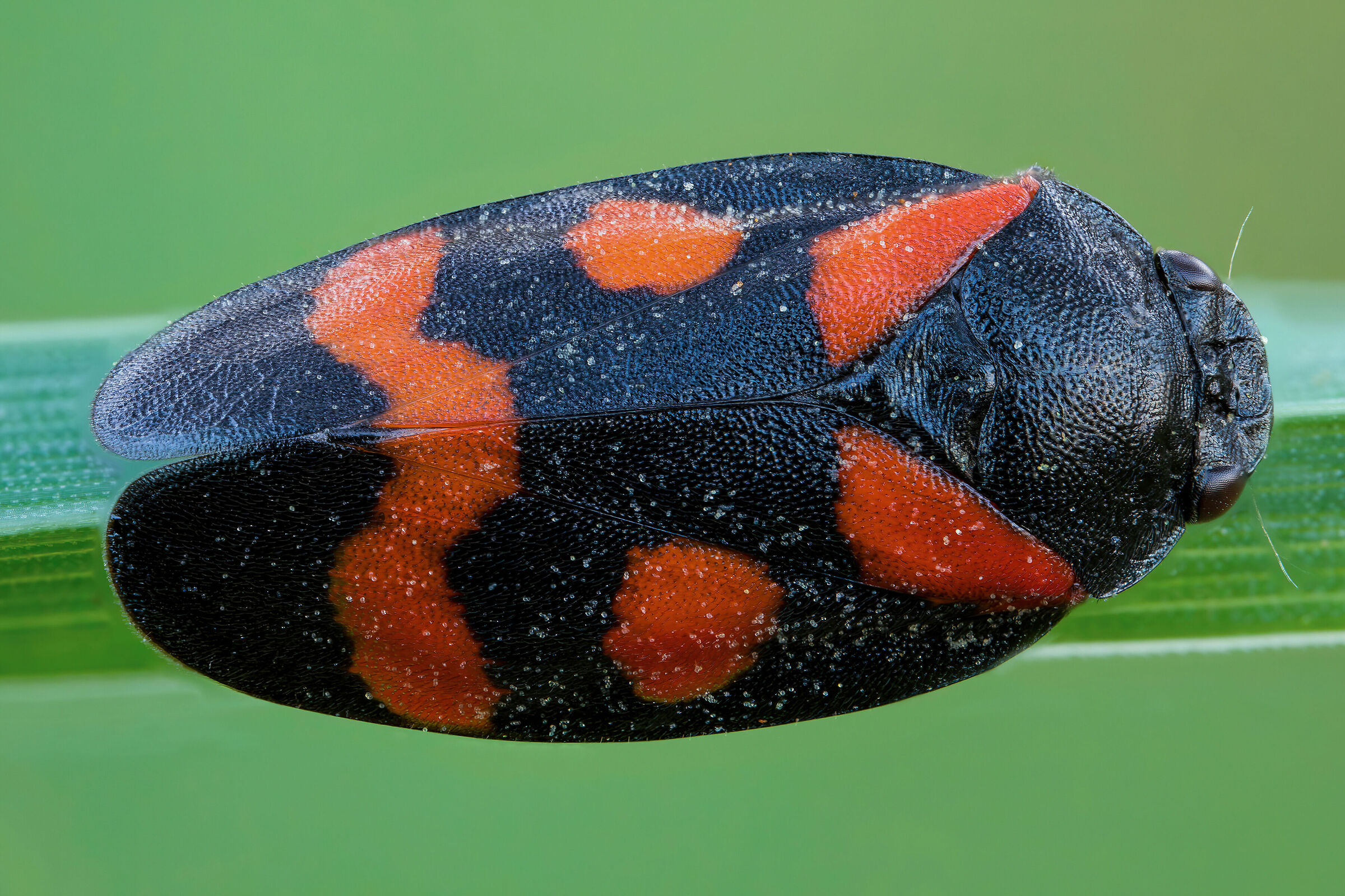 Cercopis sanguinolenta